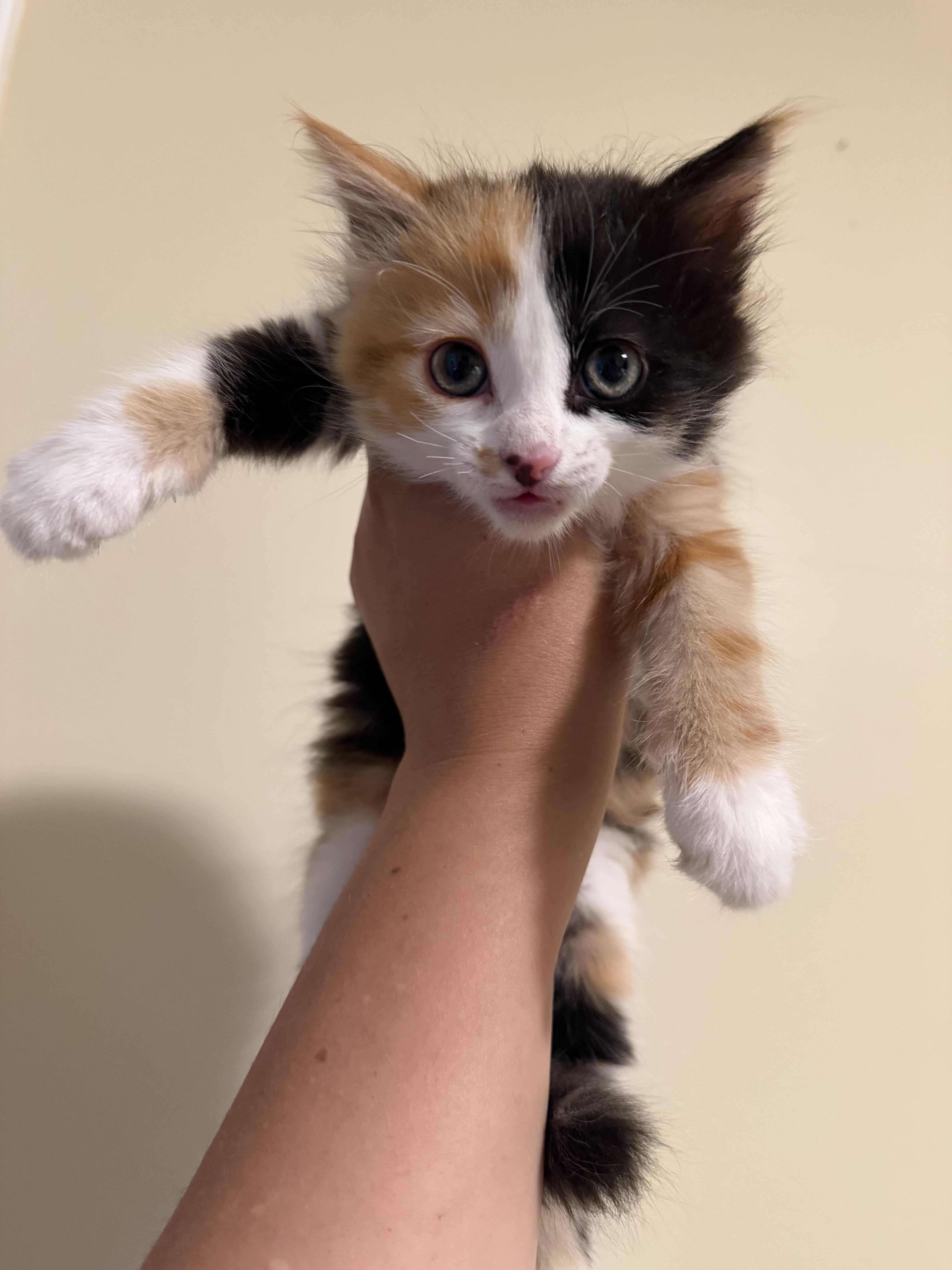 Enlarge Smores, a Adopted Domestic Medium Hair in Long Beach, CA image 1/1