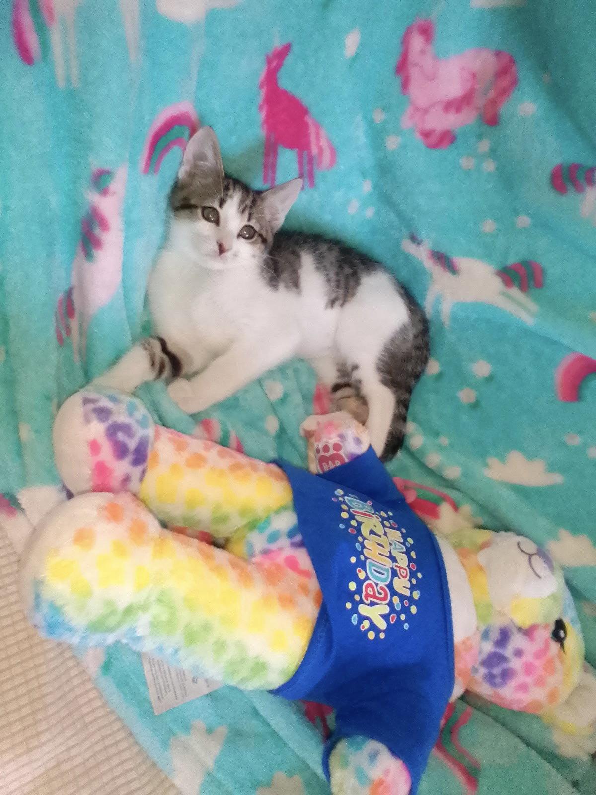 Melanie May, Adoptable, Kitten Female Tabby & Domestic Short Hair.