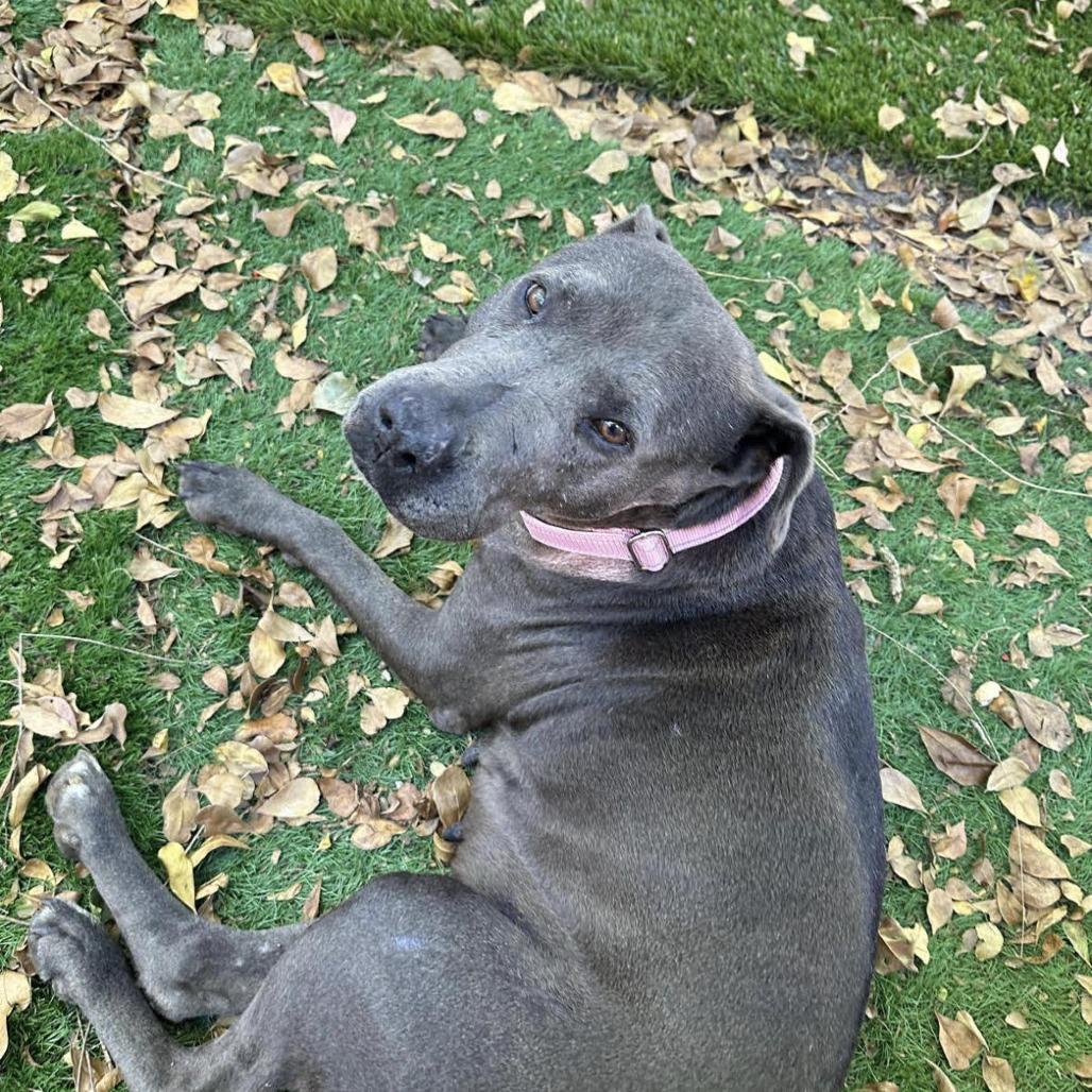 Sophie, Adoptable, Adult Female Pit Bull Terrier.