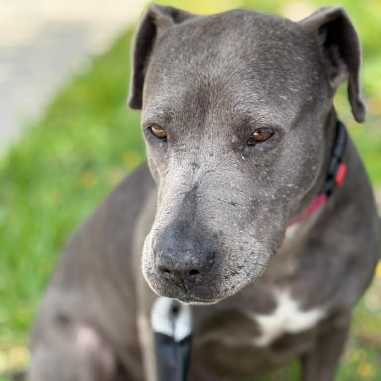 Sophie, a Adoptable Pit Bull Terrier in Lauderhill, FL image 2/4