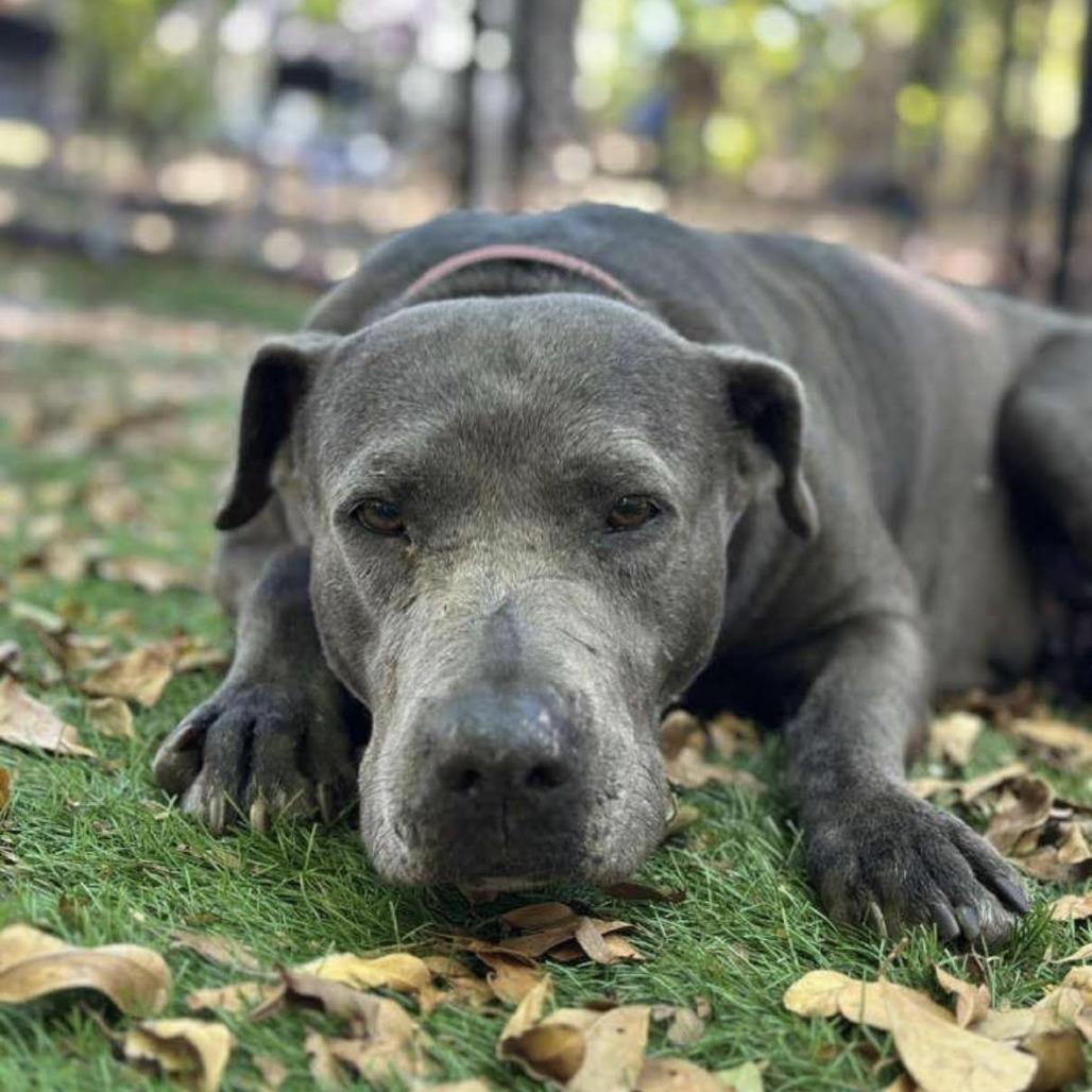 Sophie, a Adoptable Pit Bull Terrier in Lauderhill, FL image 3/4