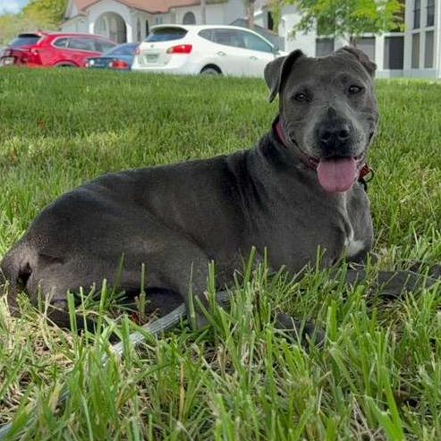 Enlarge Sophie, a Adoptable Pit Bull Terrier in Lauderhill, FL image 3/6