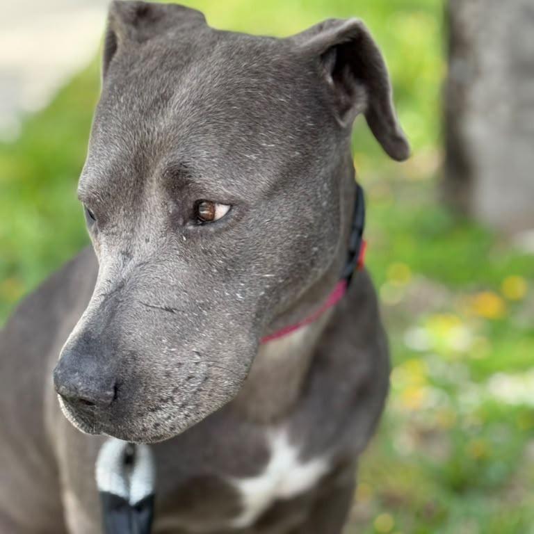 Sophie, a Adoptable Pit Bull Terrier in Lauderhill, FL image 4/4