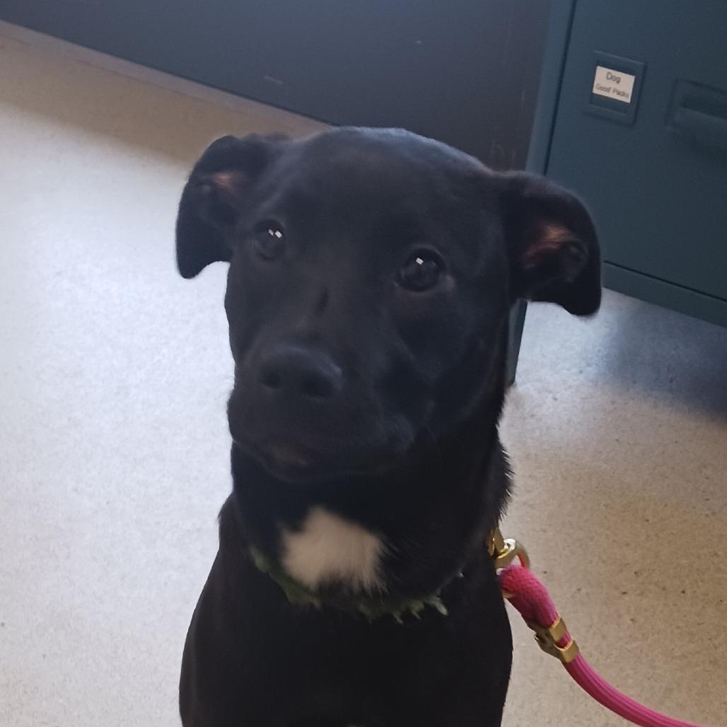 Saint, Adoptable, Puppy Female Terrier & Boston Terrier.