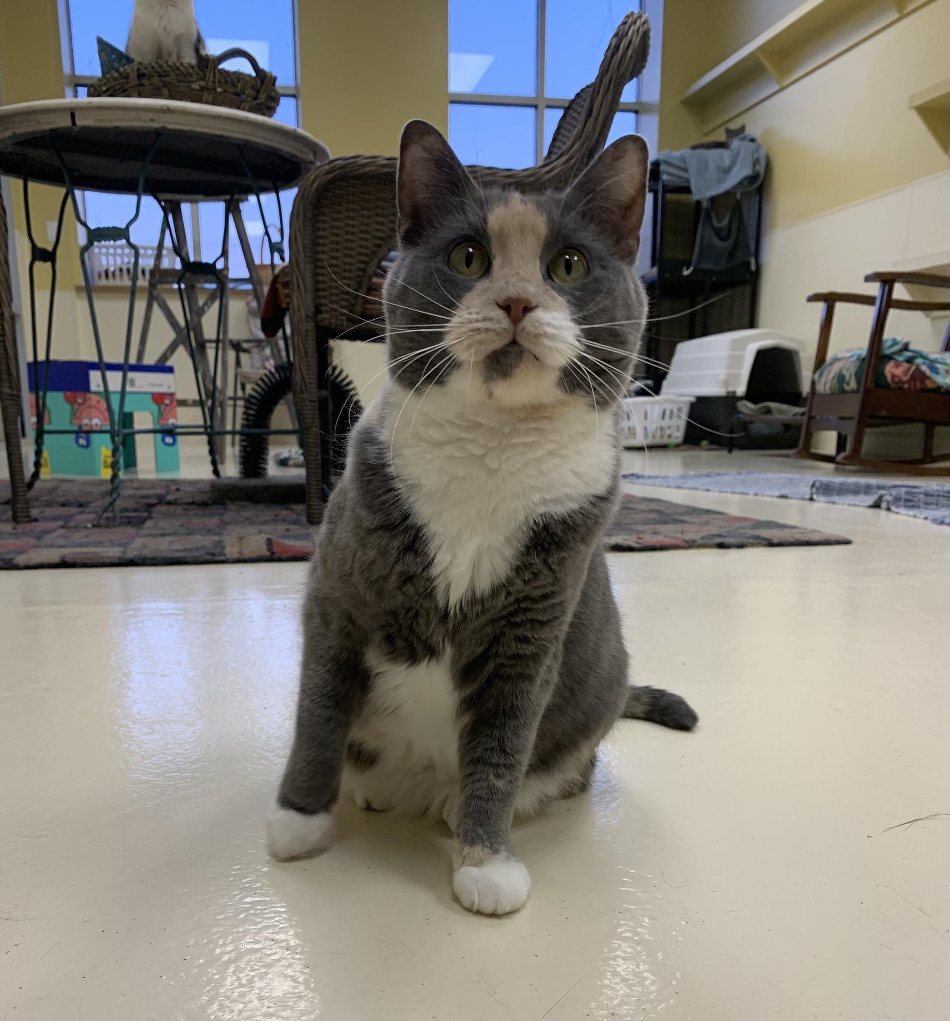 Teddy, a ADOPTABLE Domestic Short Hair in Keokuk, IA image 4/4