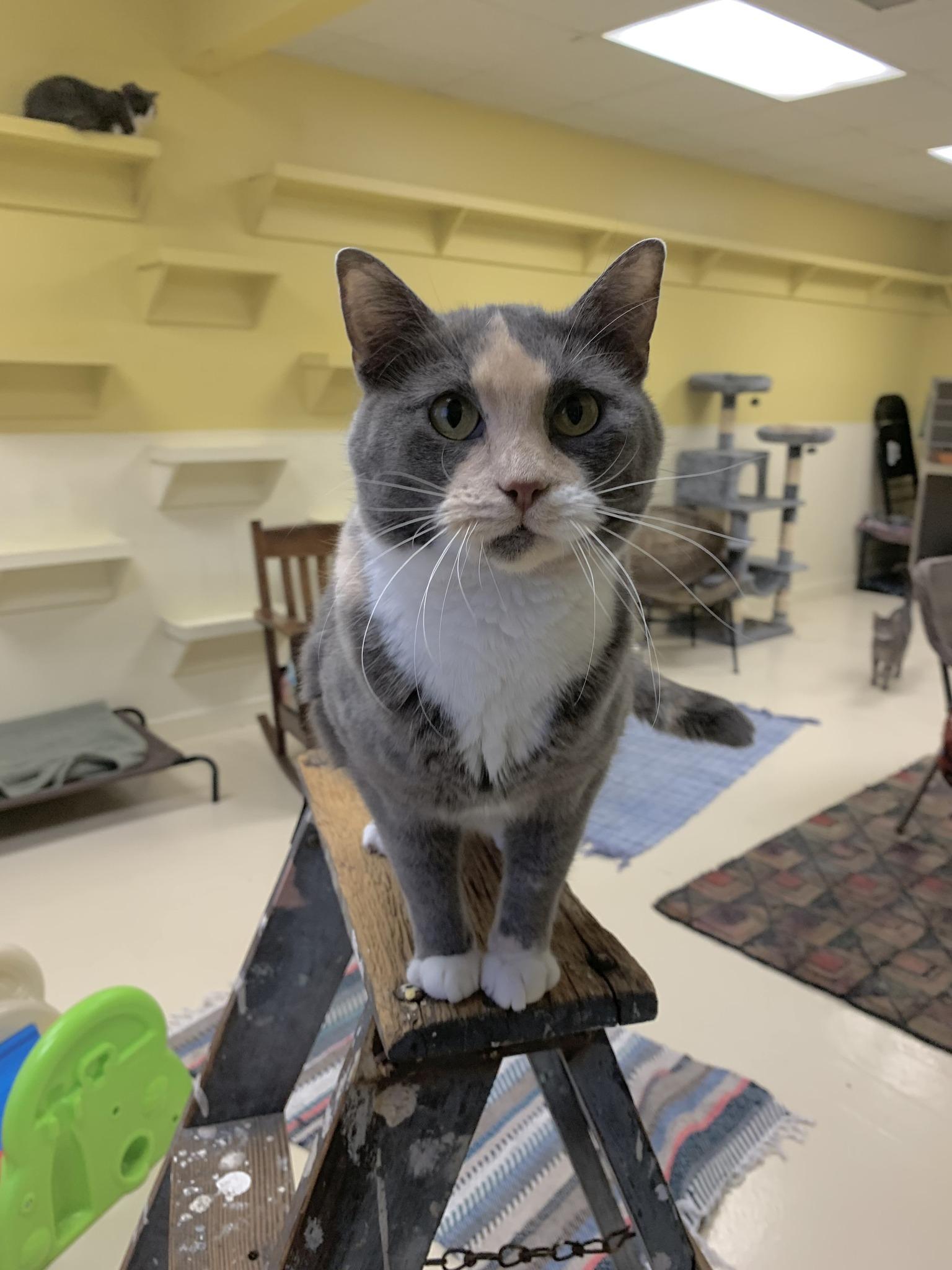 Teddy, a ADOPTABLE Domestic Short Hair in Keokuk, IA image 2/4