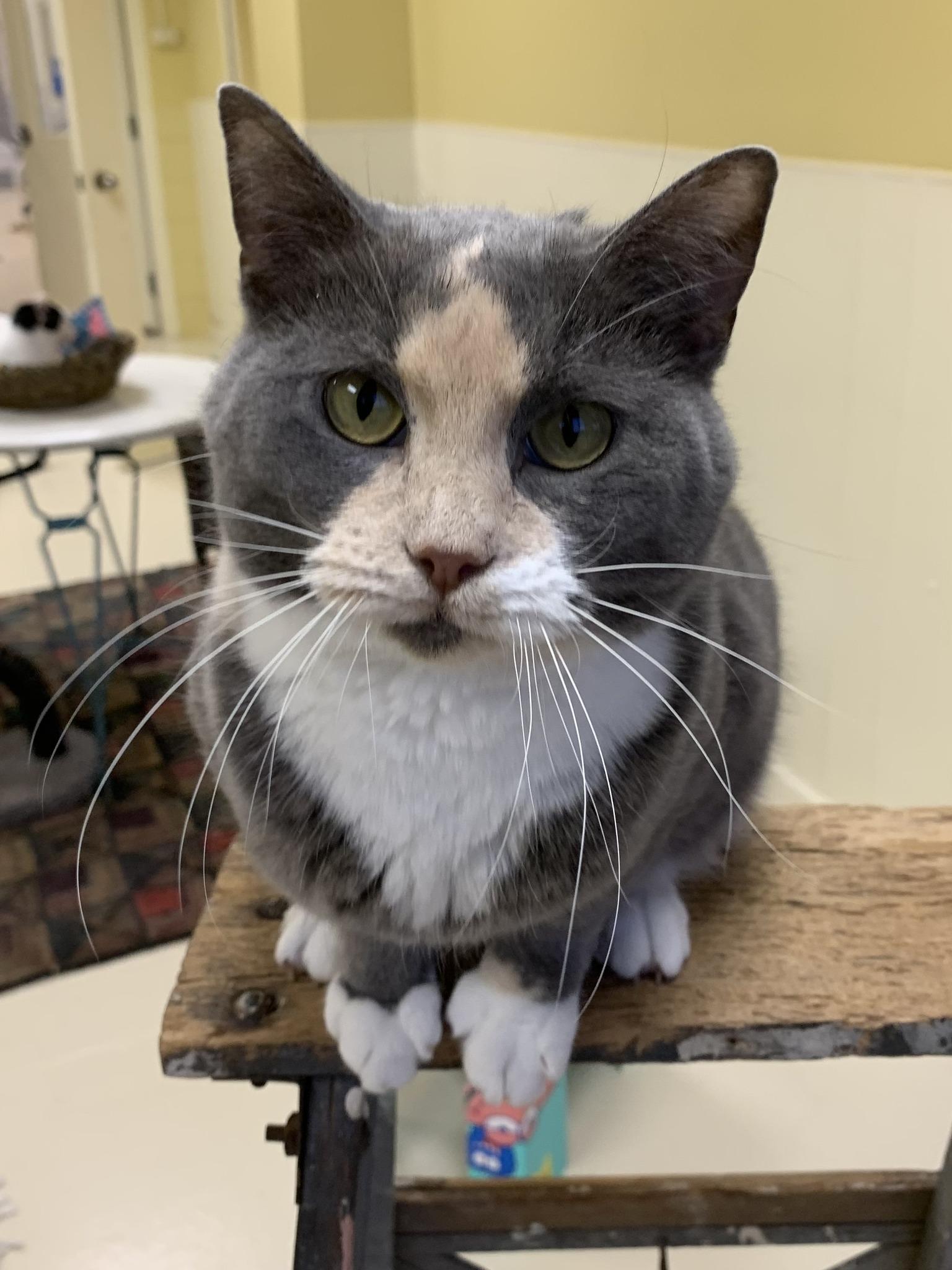 Teddy, a ADOPTABLE Domestic Short Hair in Keokuk, IA image 1/4