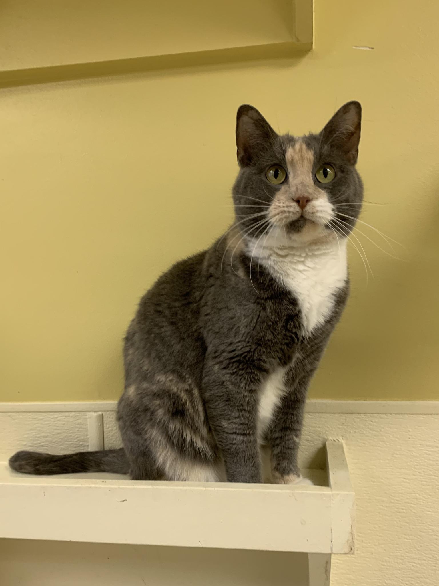 Teddy, a ADOPTABLE Domestic Short Hair in Keokuk, IA image 3/4