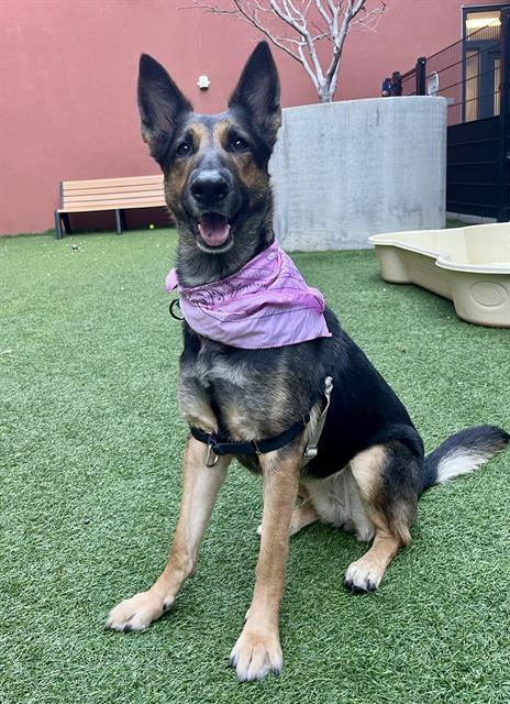 Enlarge ARI, a Adoptable mixed breed in San Francisco, CA image 1/1