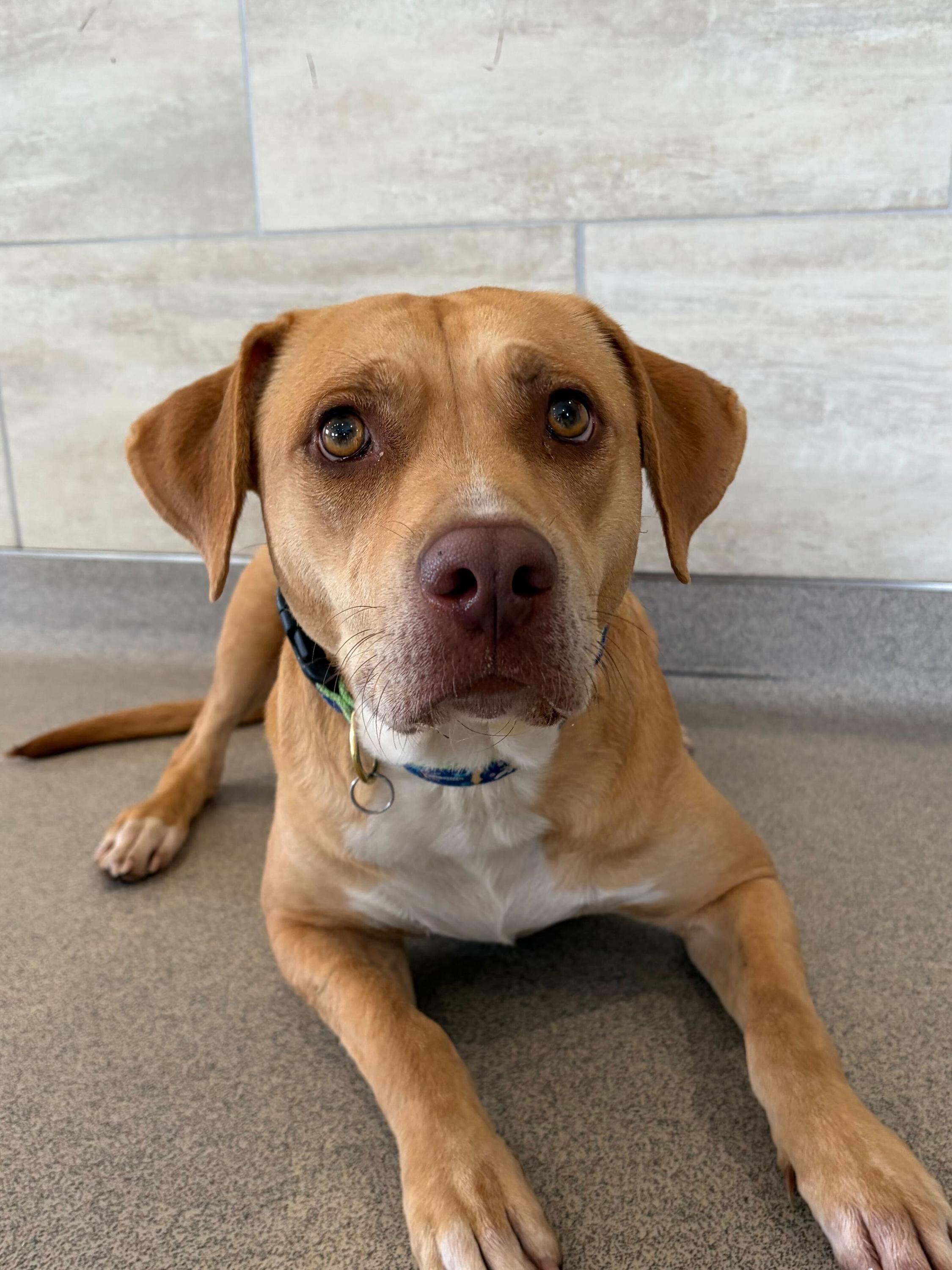 Enlarge Capri Sun, a ADOPTABLE mixed breed in Jefferson, WI image 1/1