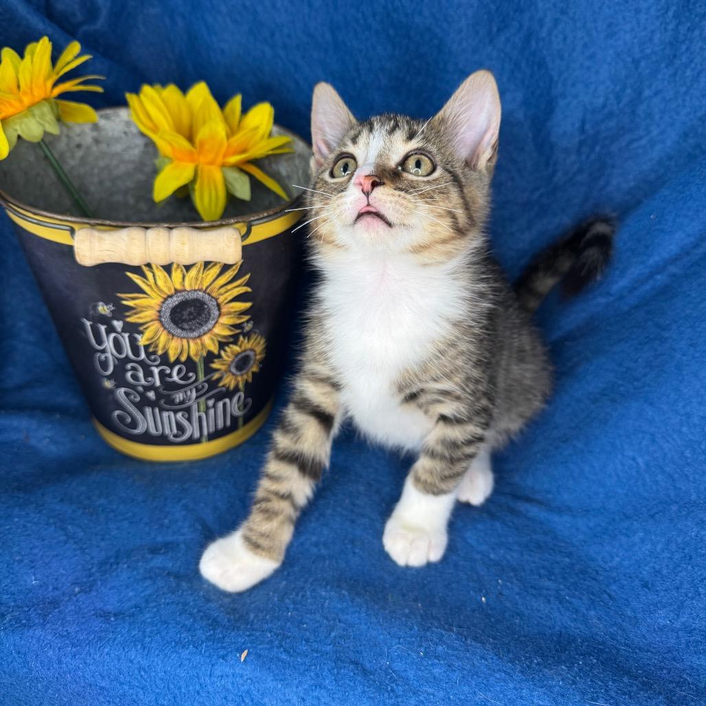 Billy, Adoptable, Kitten Male Norwegian Forest Cat & Domestic Short Hair.