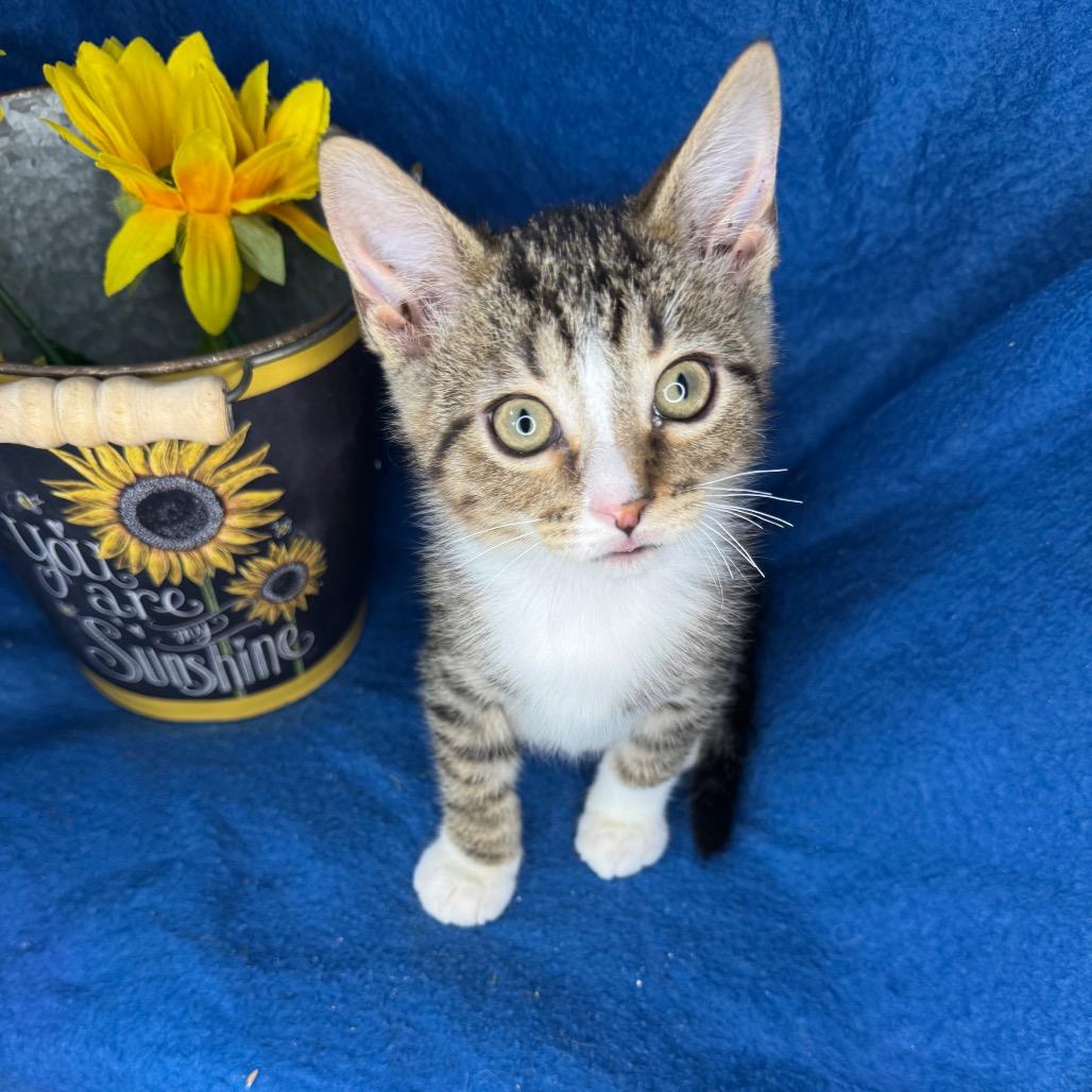 Enlarge Billy, a Adoptable mixed breed in Mount Vernon, IL image 2/6