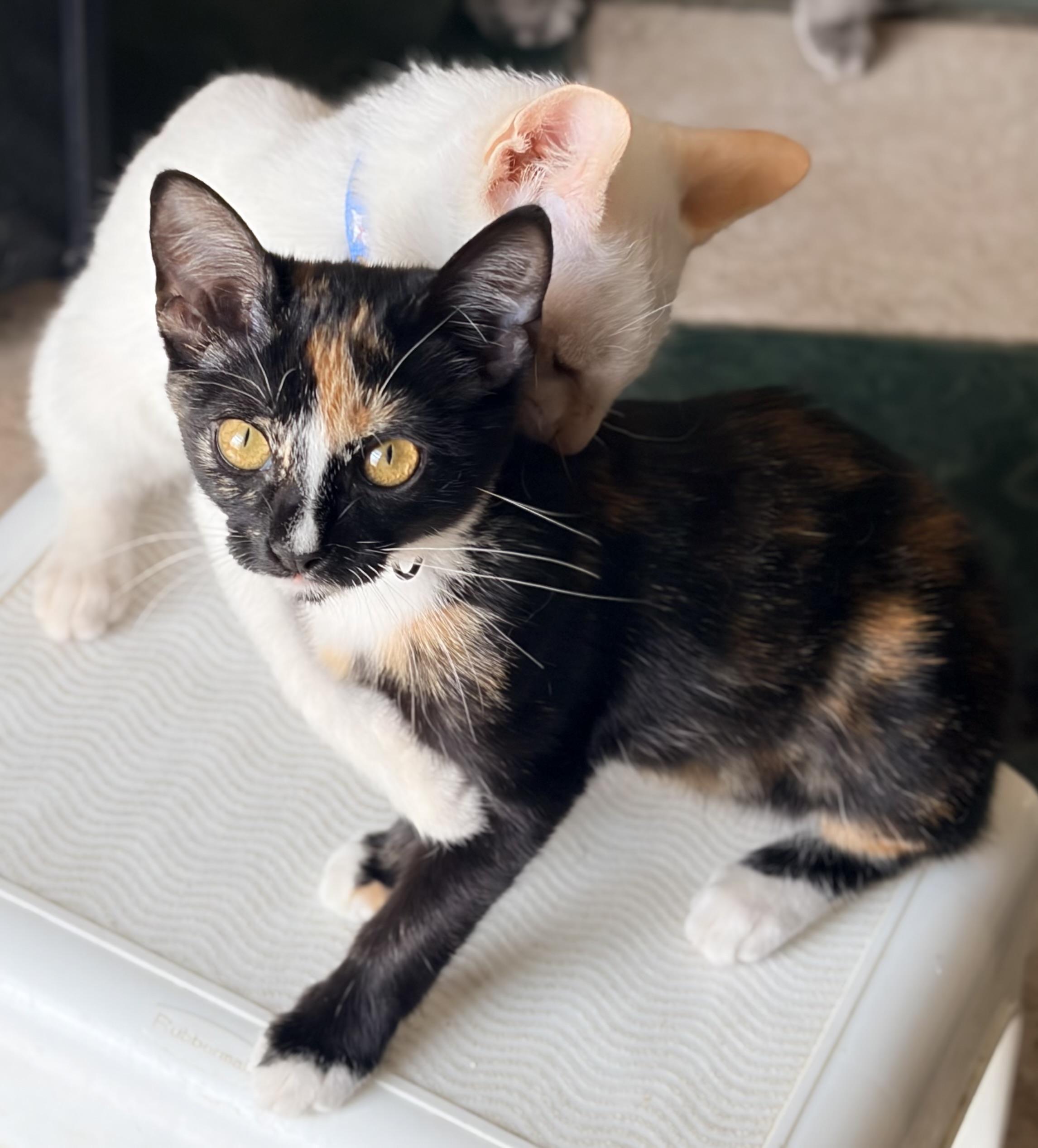 Enlarge Ender & Eulalie, a Adopted mixed breed in Parker, TX image 6/6