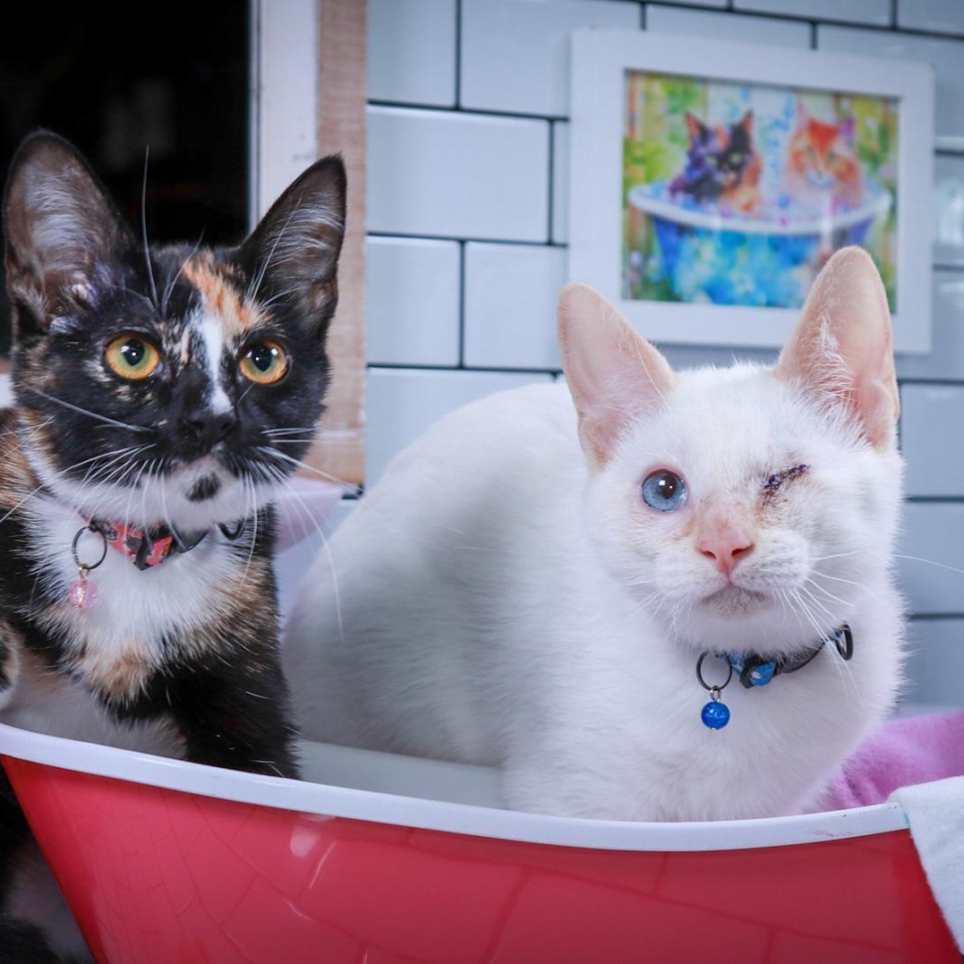 Ender & Eulalie, Adopted, Kitten Male Siamese & Domestic Short Hair.