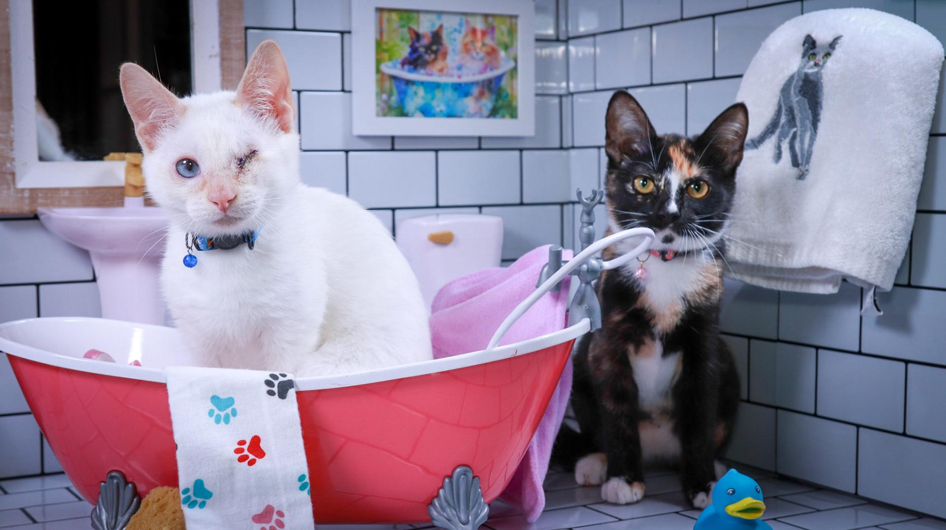 Enlarge Ender & Eulalie, a Adopted mixed breed in Parker, TX image 4/6