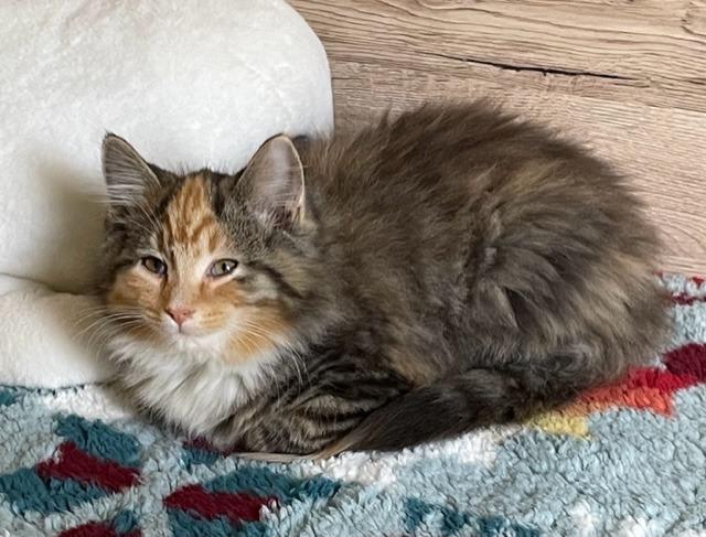 Moondust, a Adoptable mixed breed in Lawrenceville, GA image 1/2