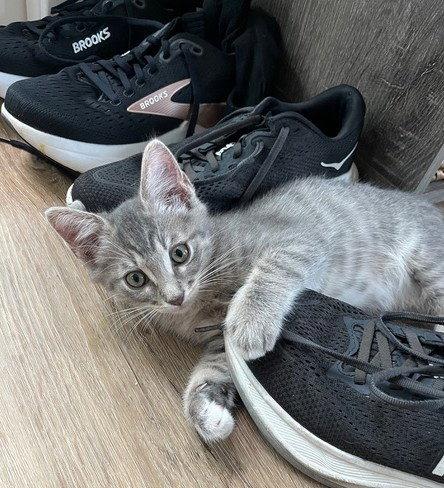 Kitten Gus, Adopted, Kitten Male Domestic Short Hair.