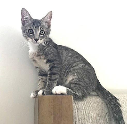 Kitten Gus, a Adopted Domestic Short Hair in Seal Beach, CA image 2/2