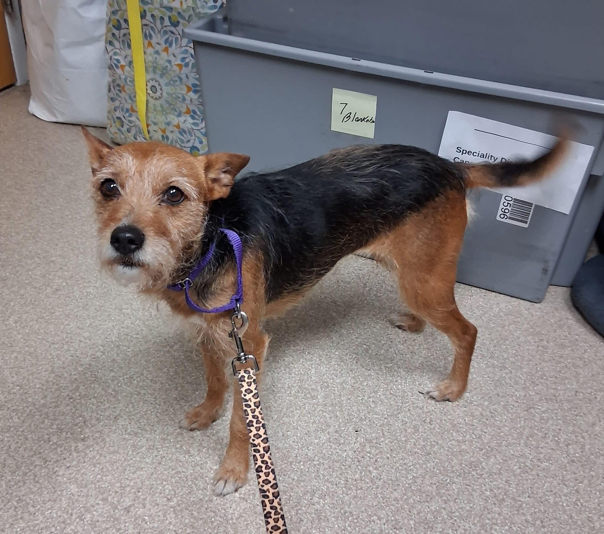 Bella, a ADOPTABLE Jack Russell Terrier in Attleboro, MA image 4/4