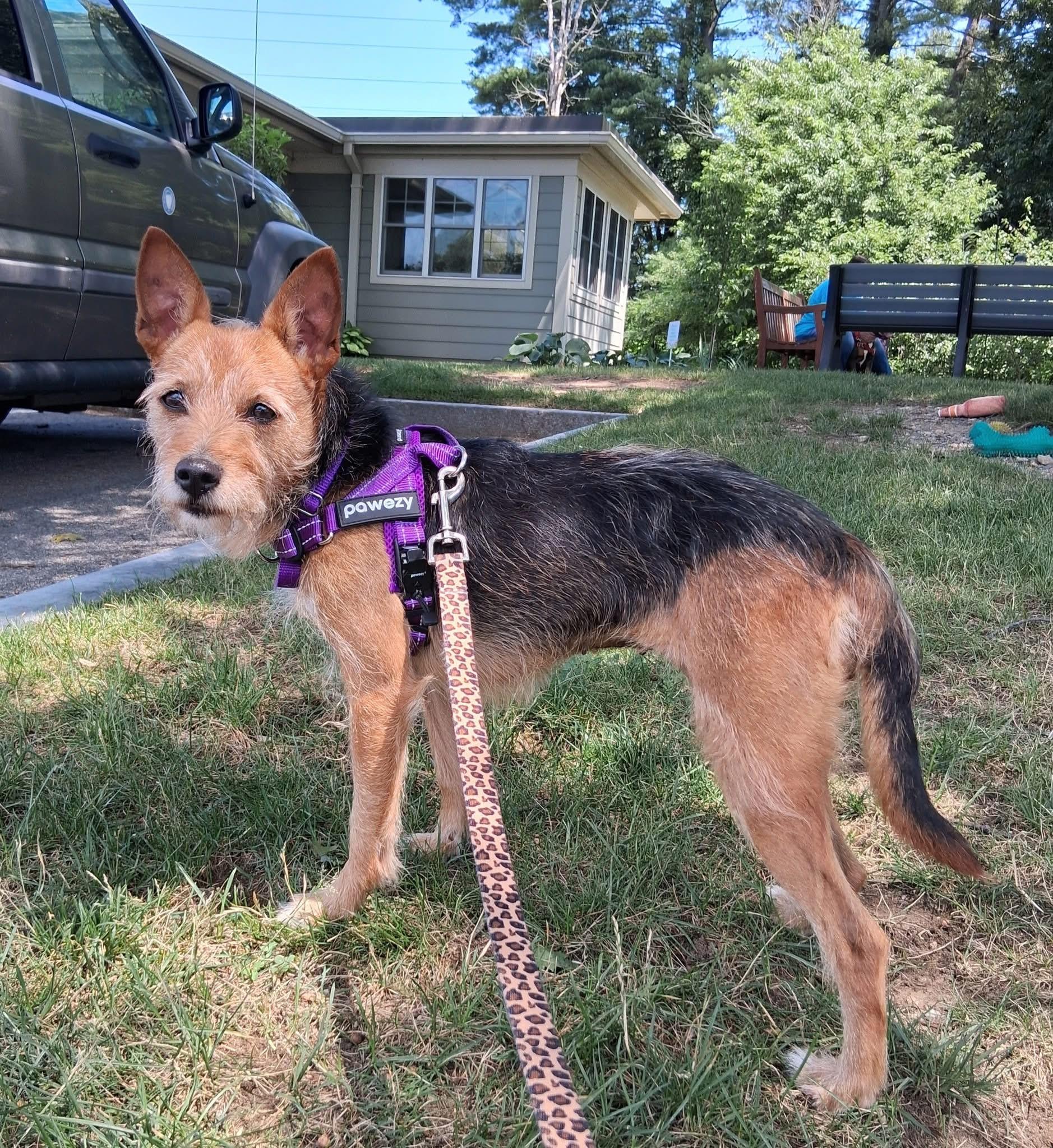 Bella, a ADOPTABLE Jack Russell Terrier in Attleboro, MA image 3/4
