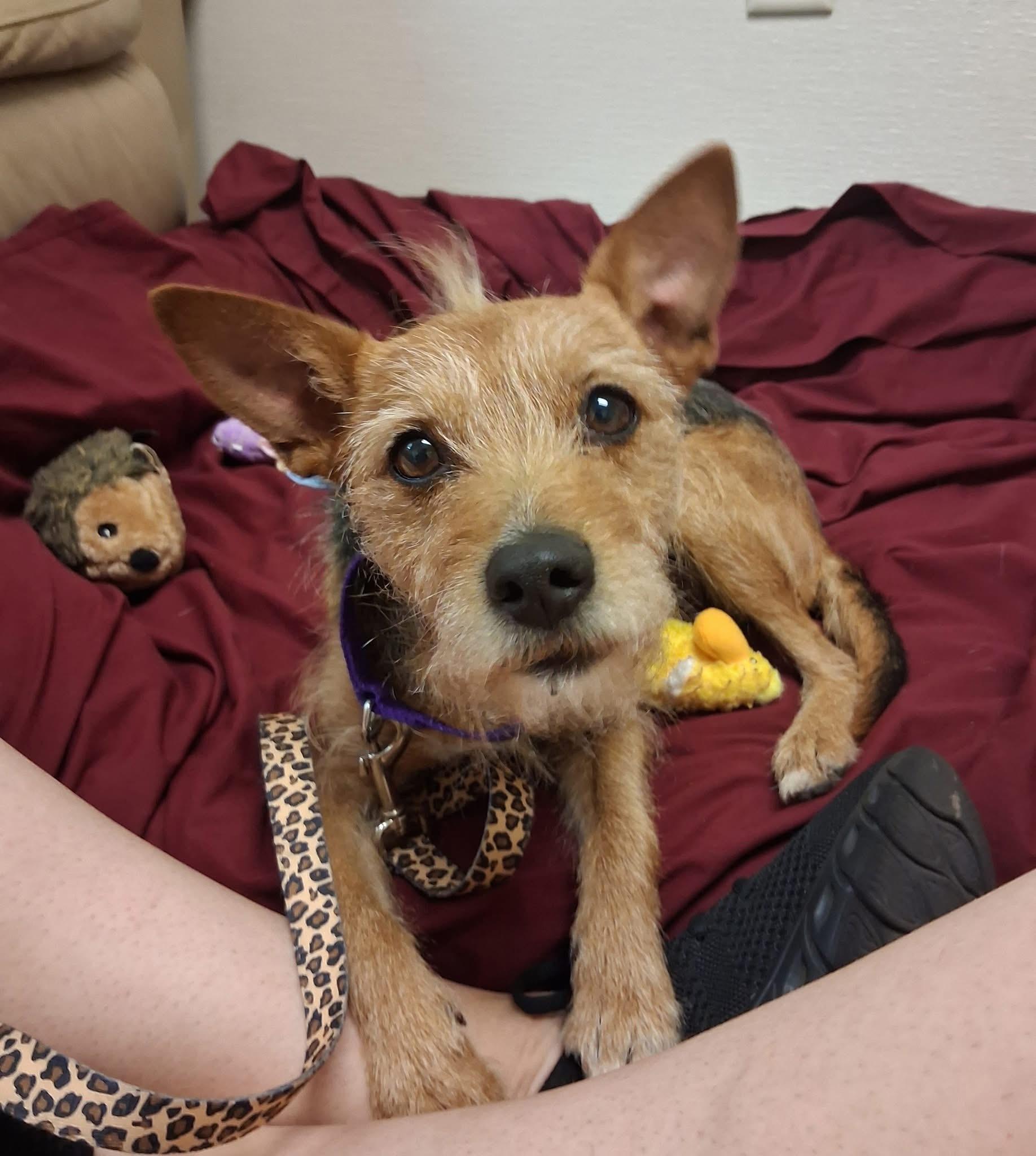 Bella, a ADOPTABLE Jack Russell Terrier in Attleboro, MA image 2/4