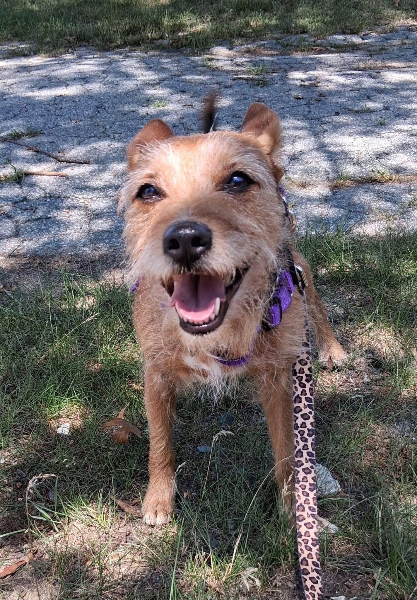 Bella, a ADOPTABLE Jack Russell Terrier in Attleboro, MA image 1/4