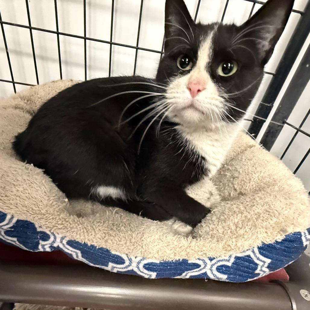 Enlarge Mama, a Adoptable Domestic Short Hair in Carroll, IA image 1/3