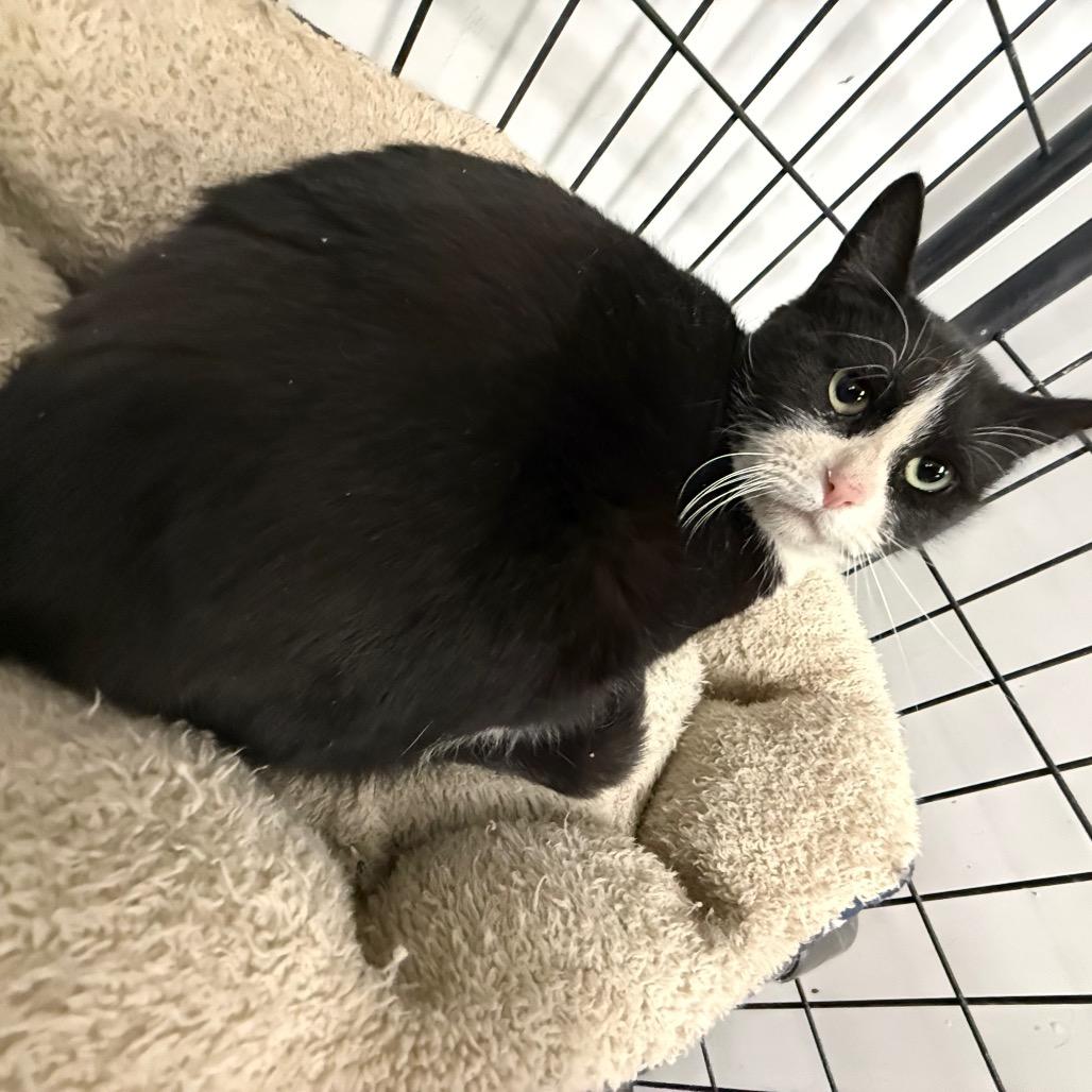 Enlarge Mama, a Adoptable Domestic Short Hair in Carroll, IA image 2/3