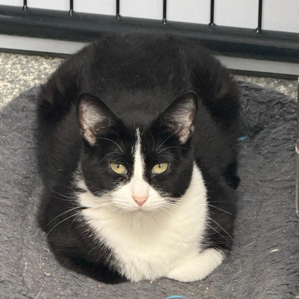 Enlarge Mama, a Adoptable Domestic Short Hair in Carroll, IA image 3/3
