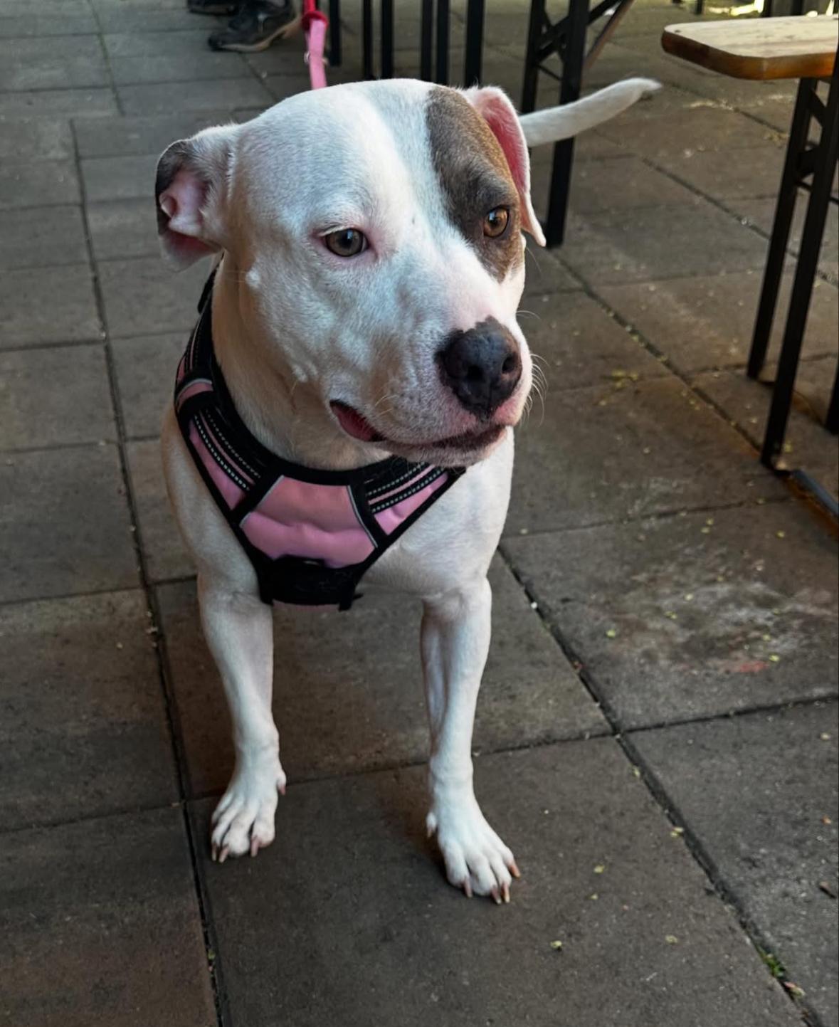 Enlarge Bella, a Adoptable mixed breed in Charlotte, NC image 2/6