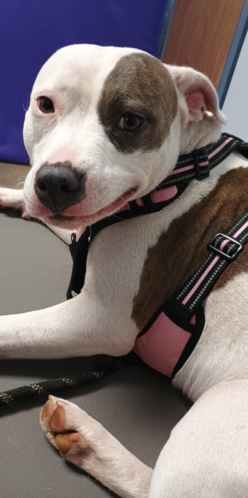 Bella, Adoptable, Adult Female Pit Bull Terrier.