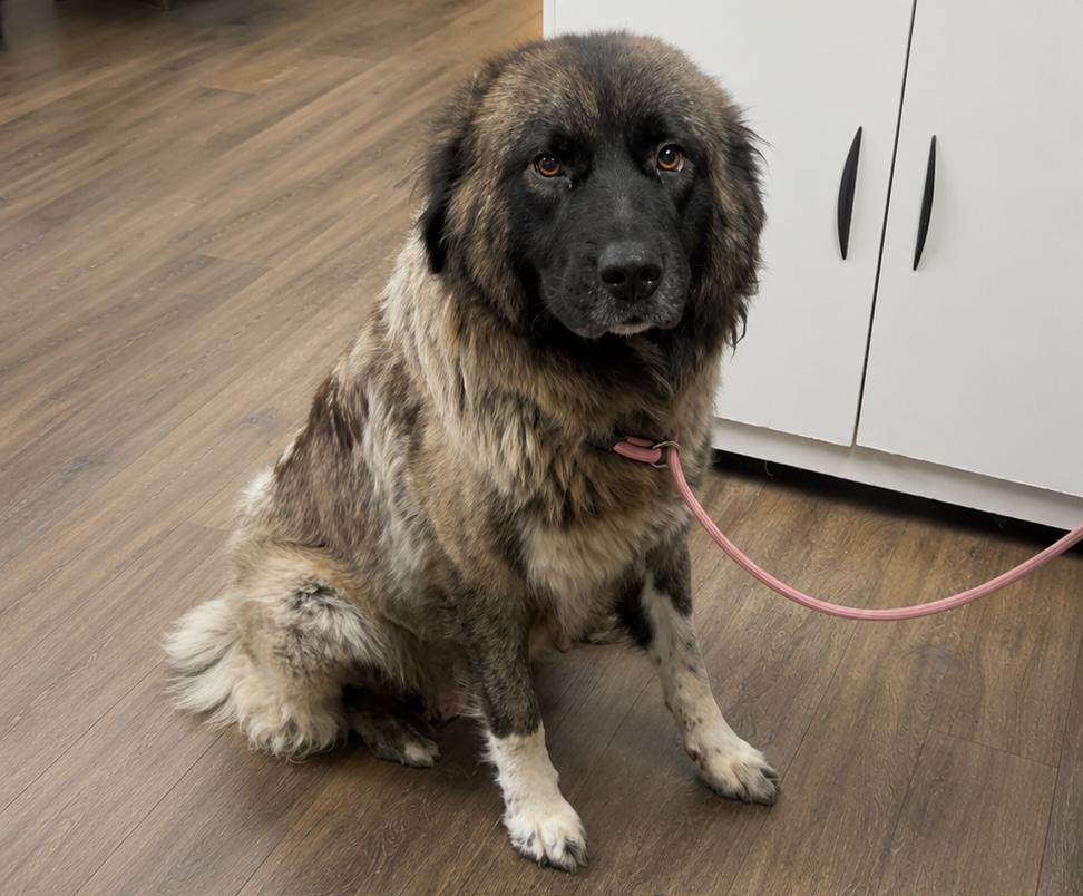 Enlarge Fancy, an adopted mixed breed in Milford, CT image 1/2