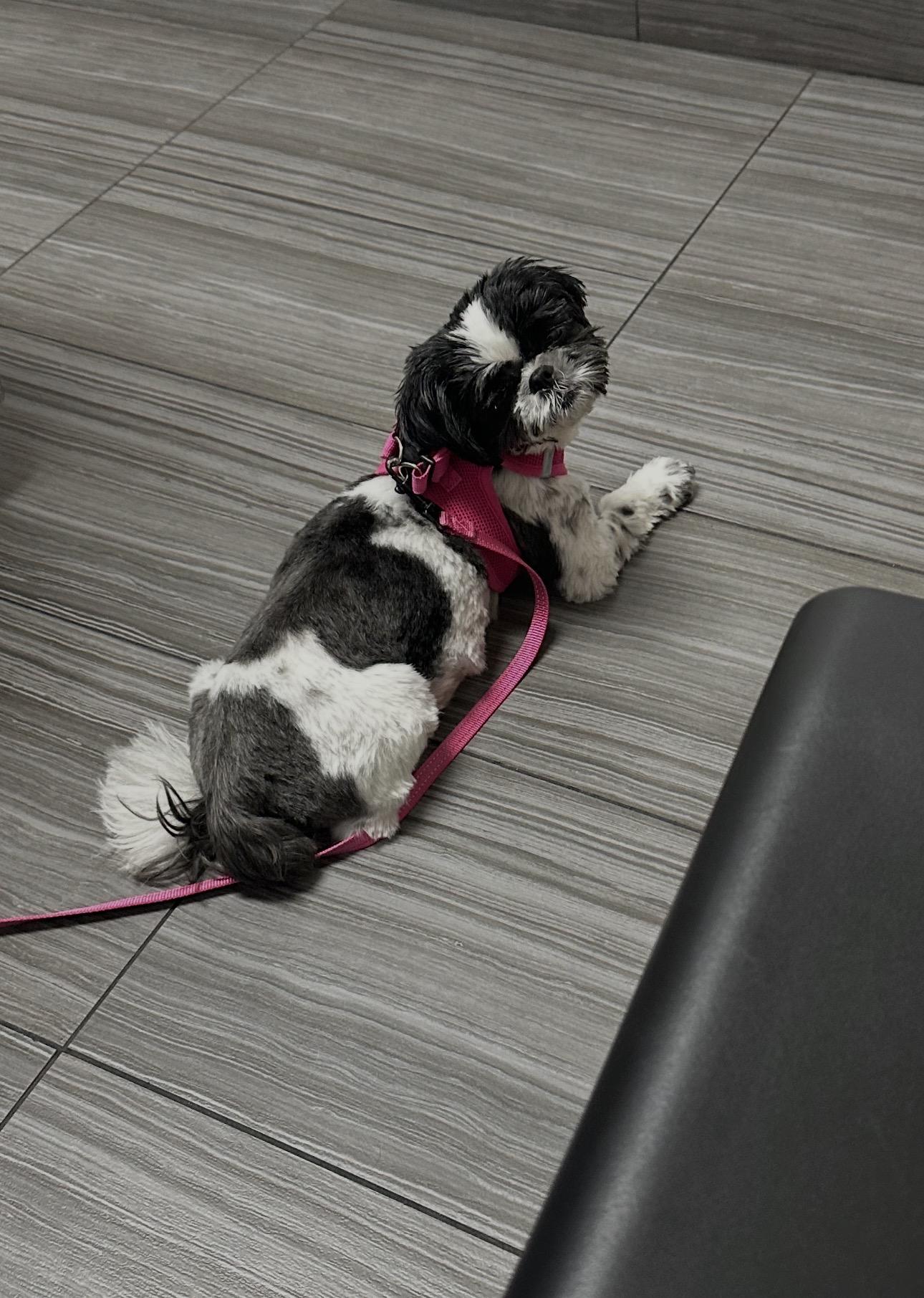 Enlarge Bailie, a Adopted Shih Tzu in Henderson, NV image 3/6
