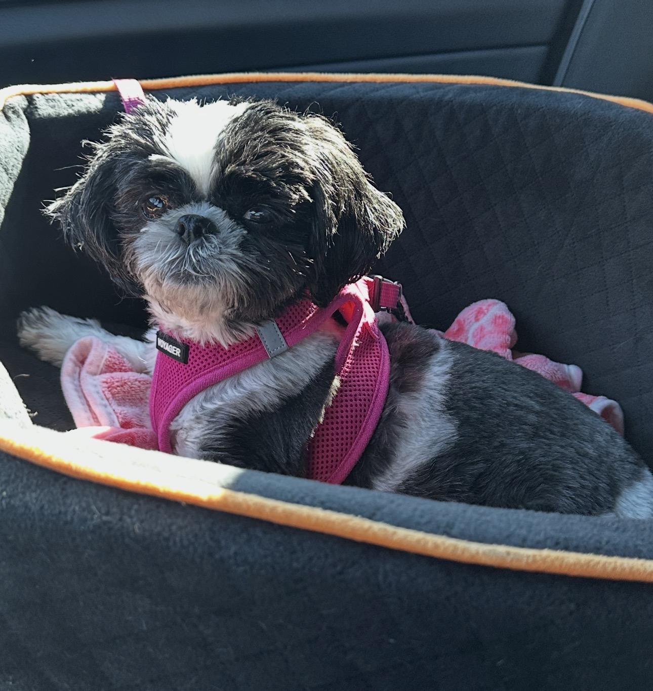 Enlarge Bailie, a Adopted Shih Tzu in Henderson, NV image 5/6