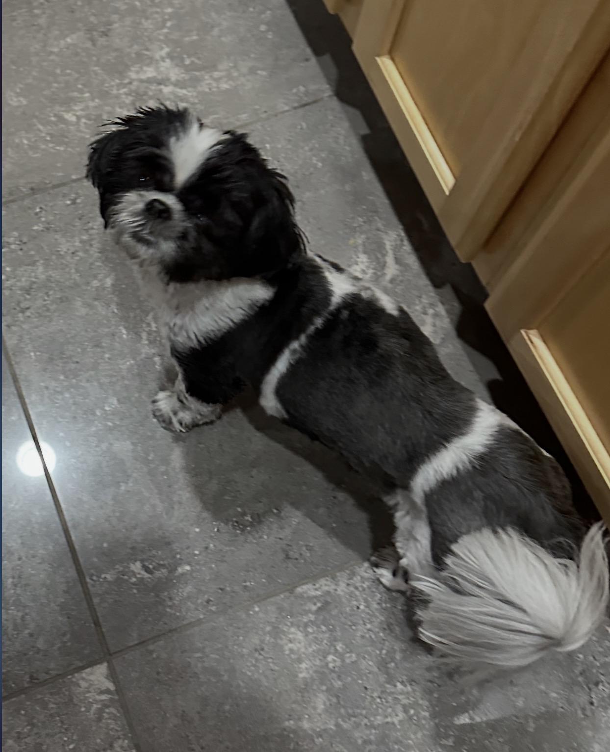 Enlarge Bailie, a Adopted Shih Tzu in Henderson, NV image 2/6