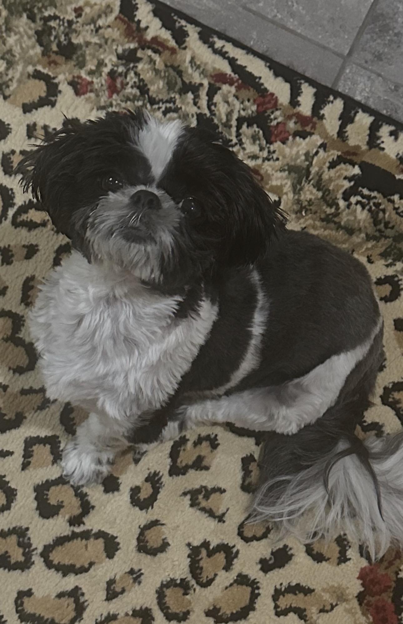 Enlarge Bailie, a Adopted Shih Tzu in Henderson, NV image 6/6