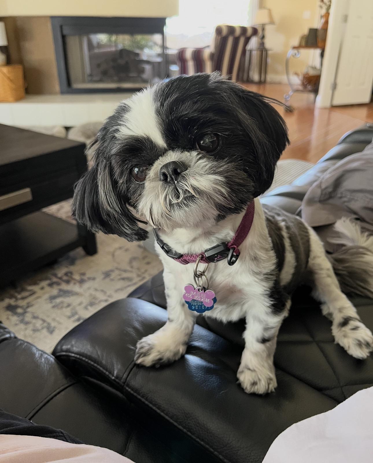 Bailie, Adopted, Adult Female Shih Tzu.