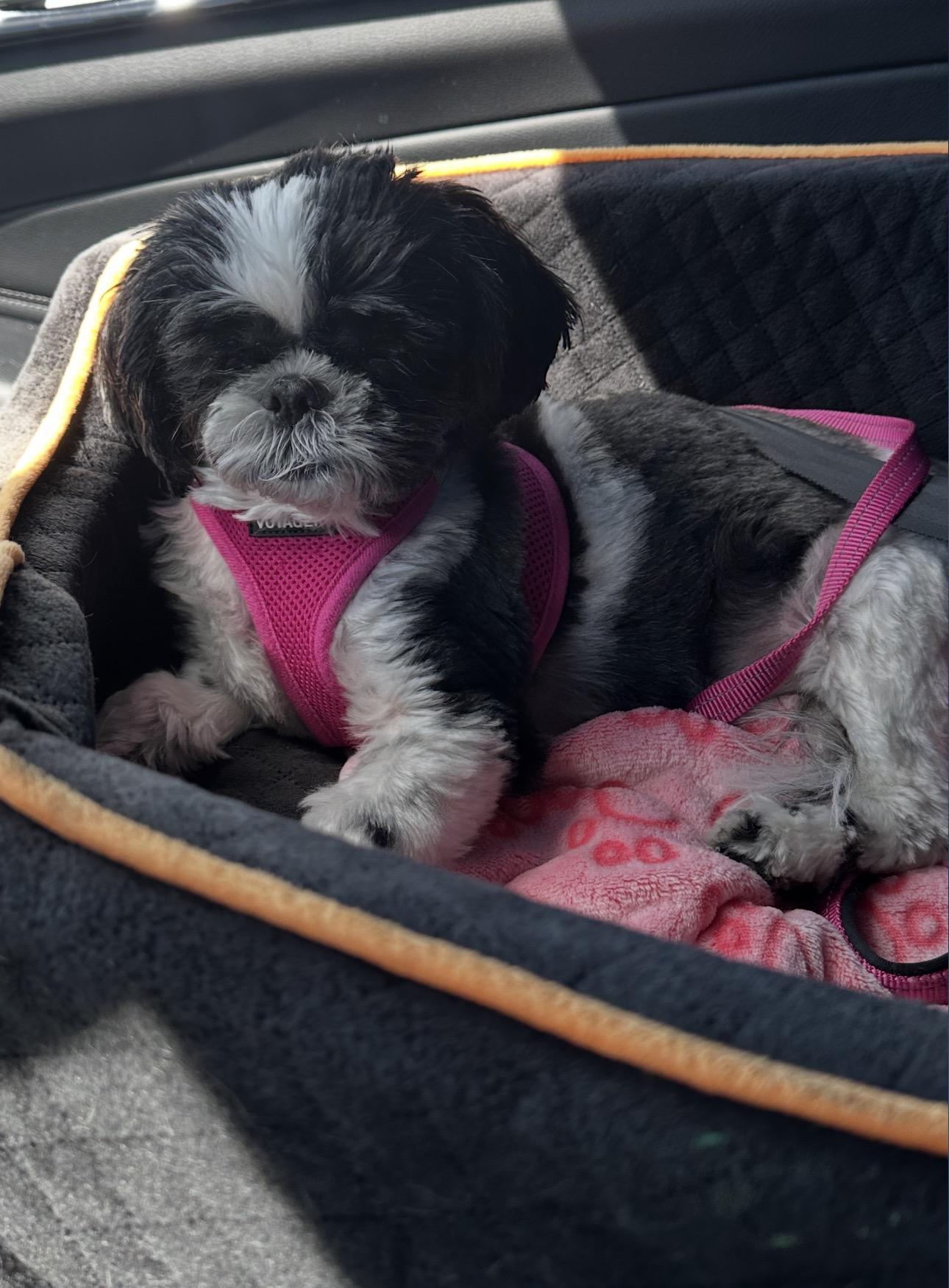 Enlarge Bailie, a Adopted Shih Tzu in Henderson, NV image 4/6