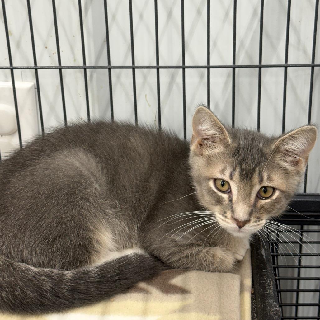 Bug, Adoptable, Kitten Male Domestic Short Hair.
