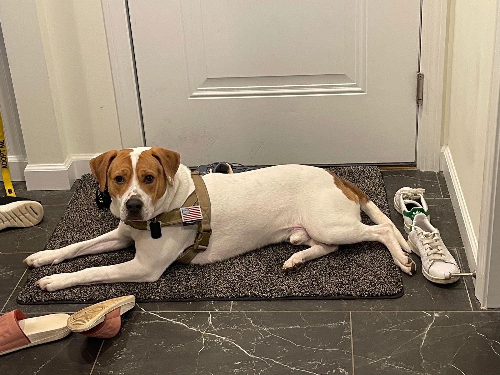 Bucky, Adoptable, Adult Male Mixed Breed.