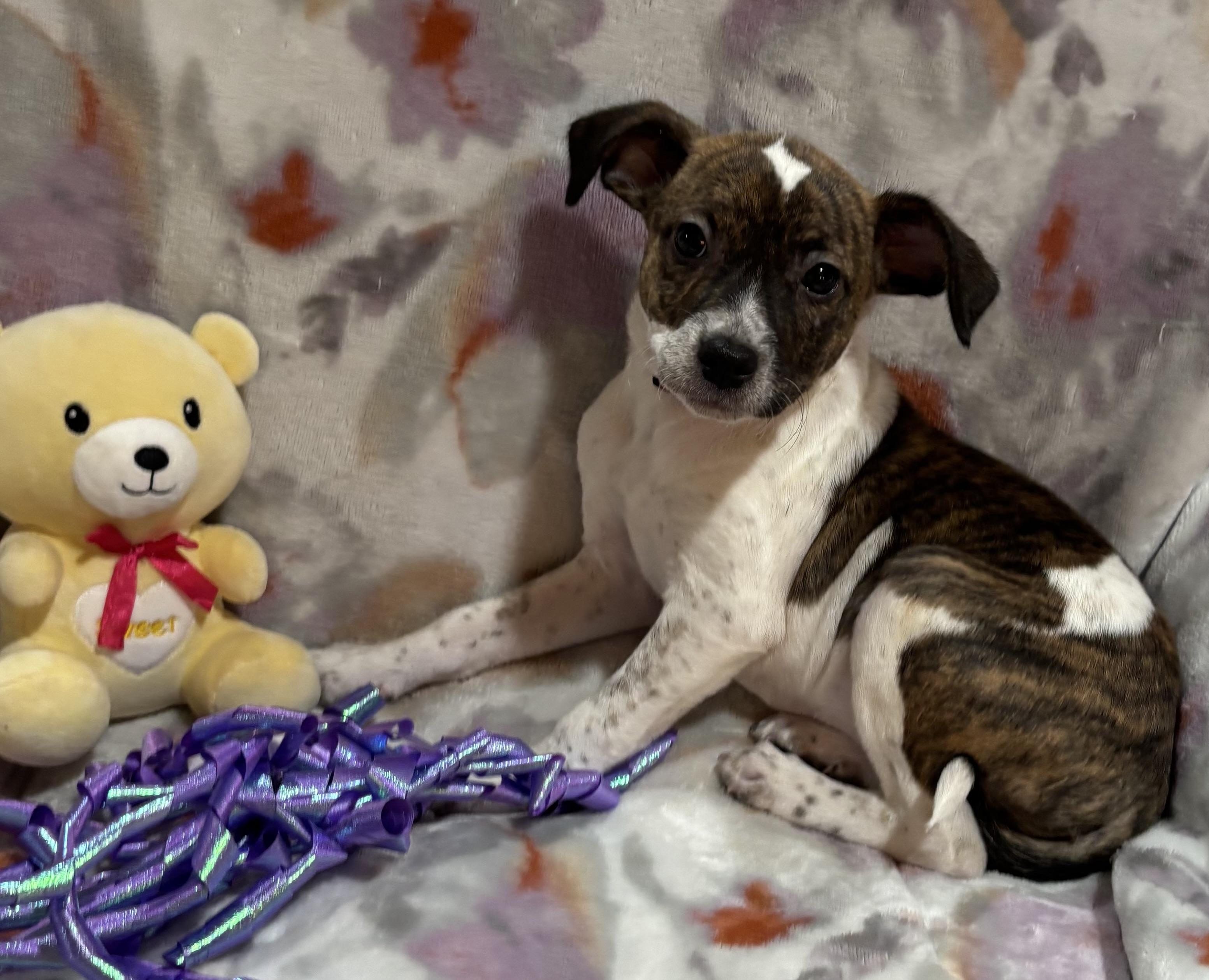 Buttons, an adopted mixed breed in Foster, OR image 2/6