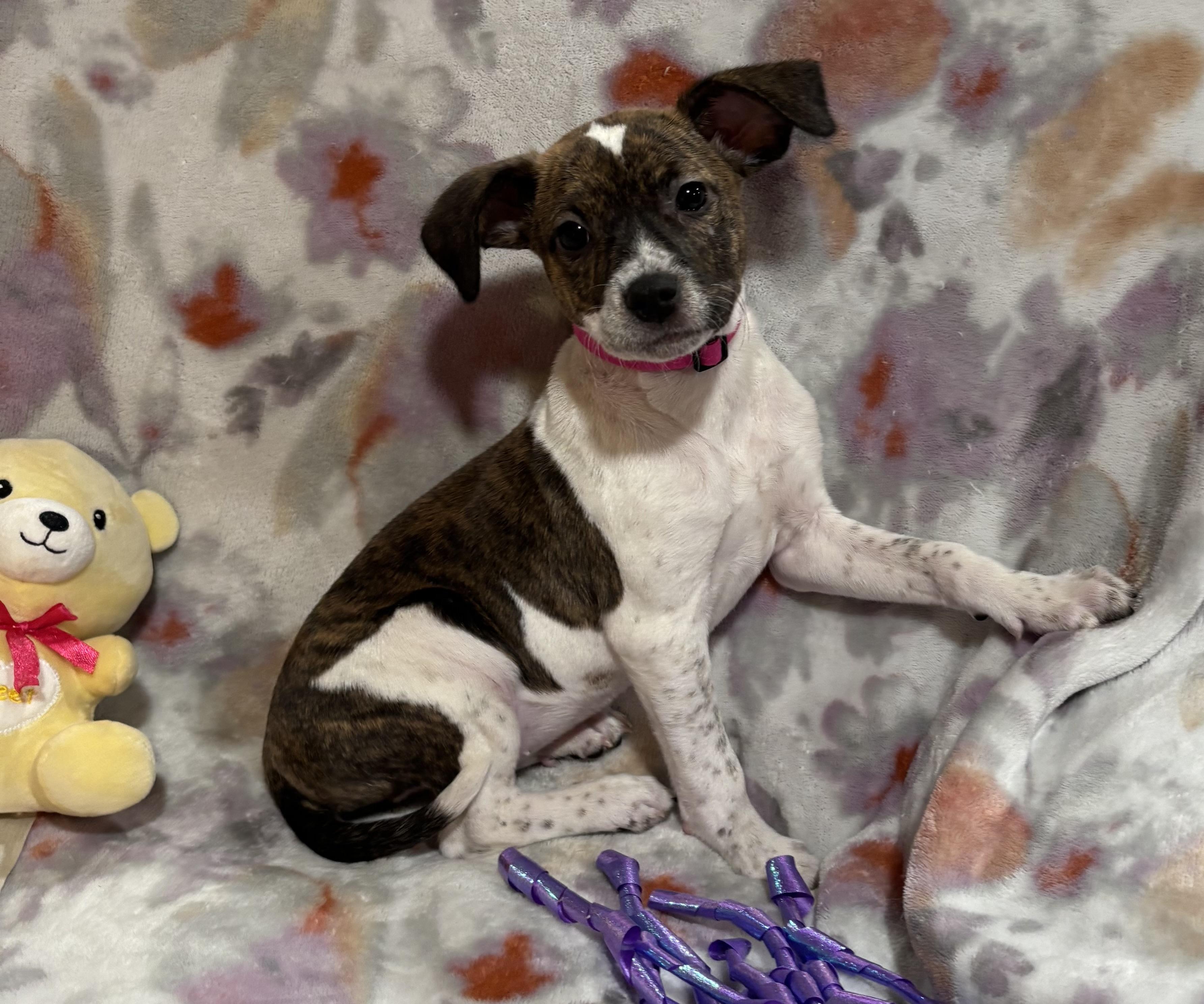 Buttons, an adopted mixed breed in Foster, OR image 1/6