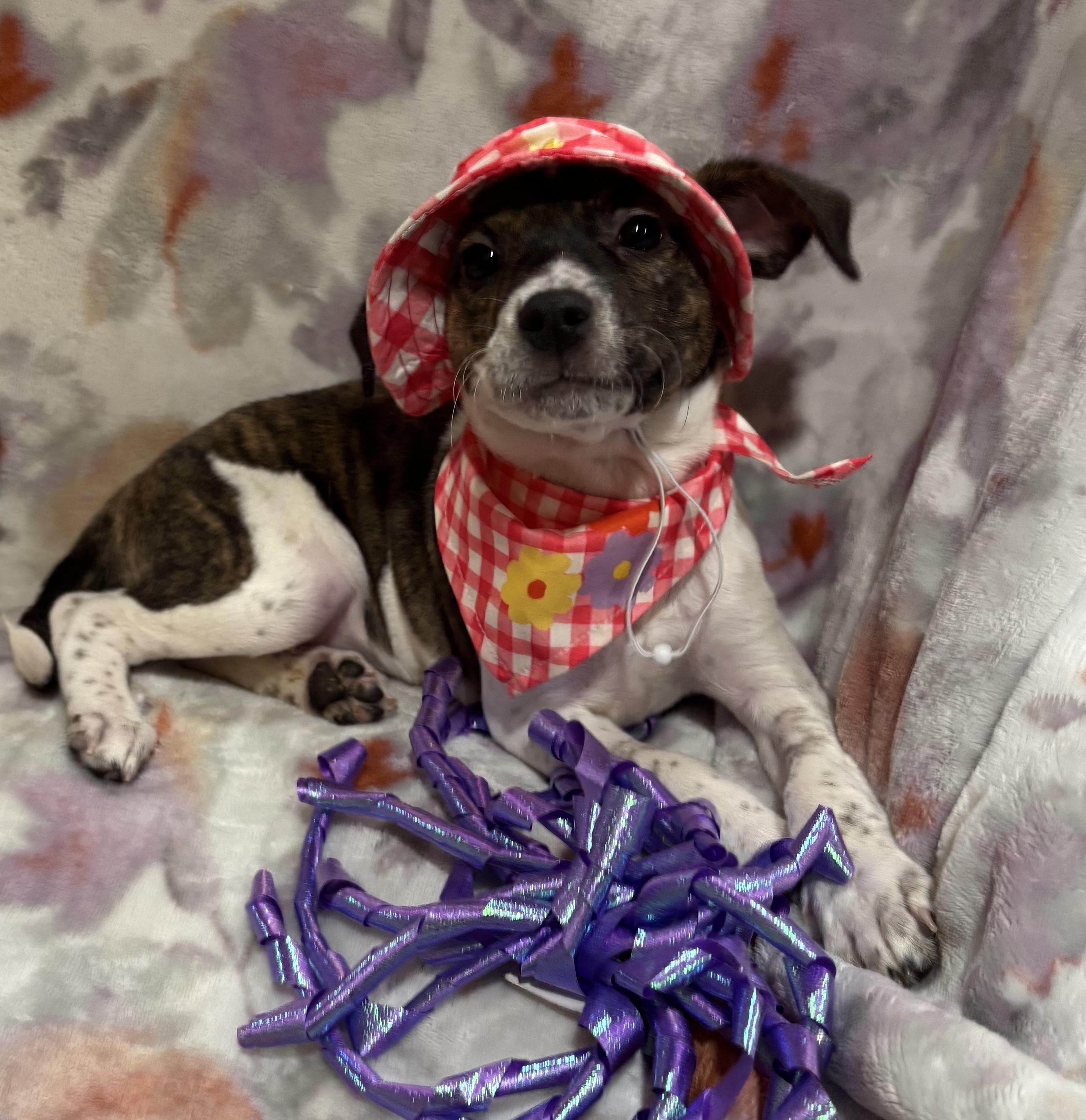 Buttons, an adopted mixed breed in Foster, OR image 5/6