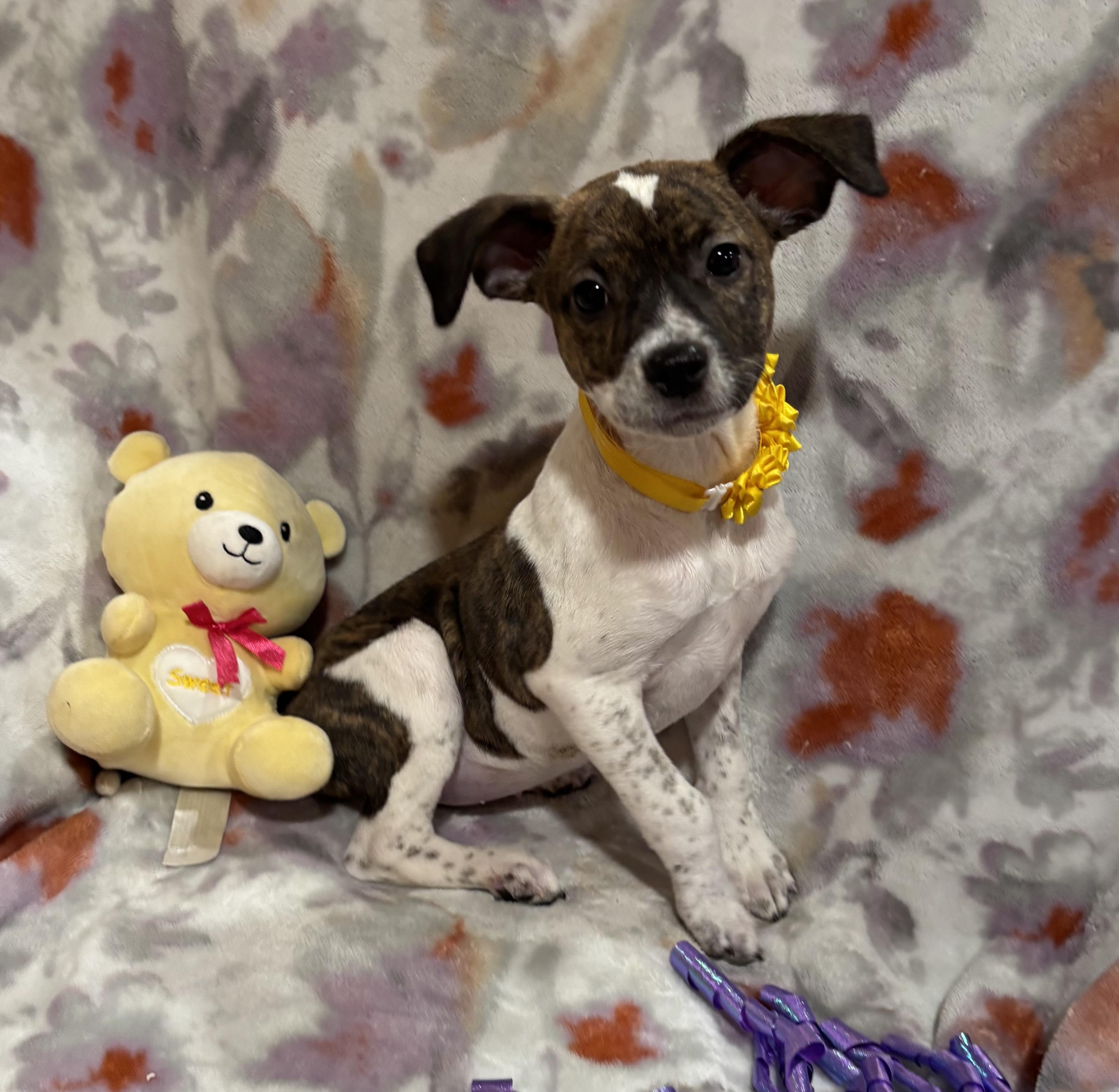 Buttons, an adopted mixed breed in Foster, OR image 3/6