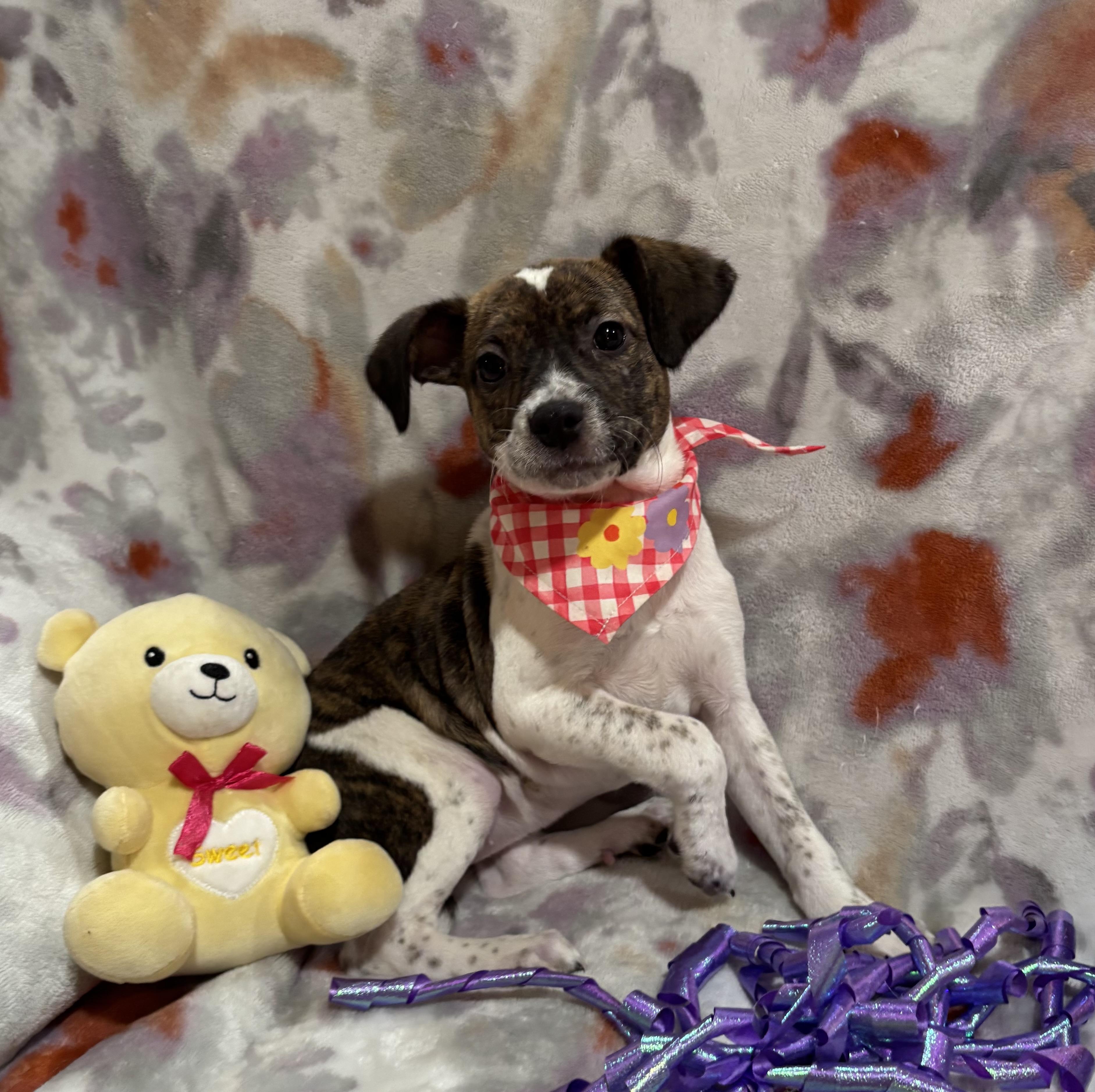 Buttons, an adopted mixed breed in Foster, OR image 4/6