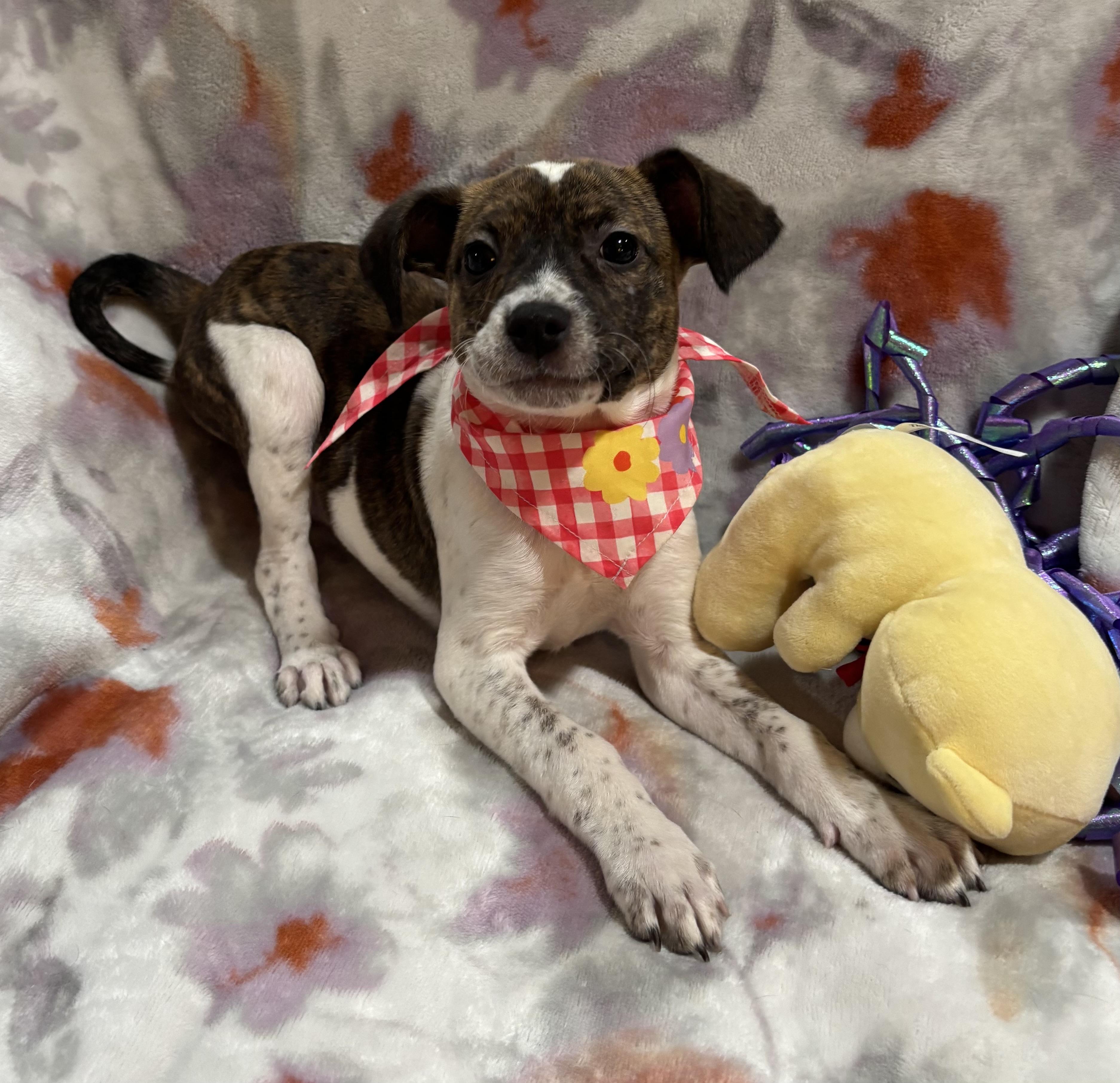 Buttons, an adopted mixed breed in Foster, OR image 6/6