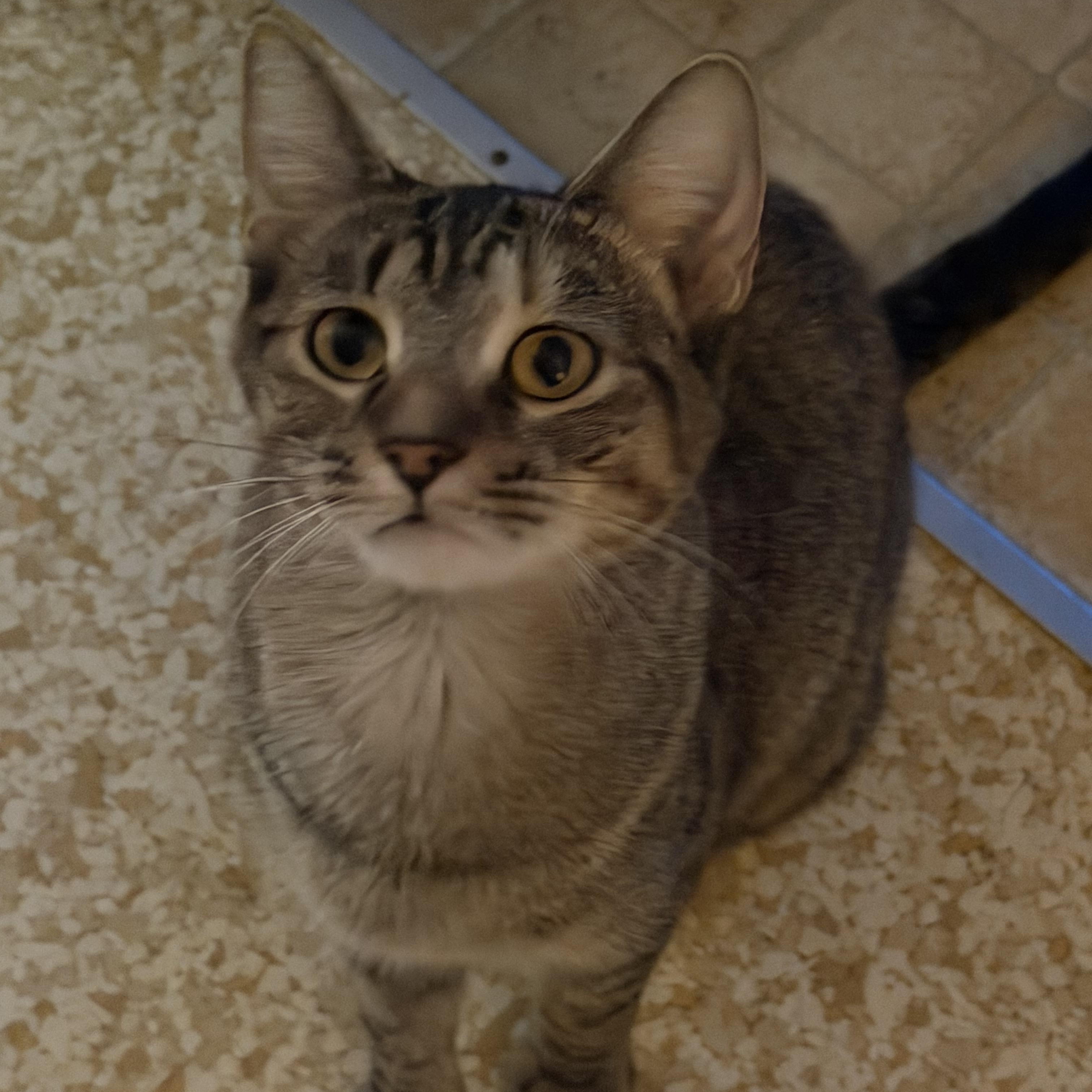 Momma, Adoptable, Young Female Domestic Short Hair.