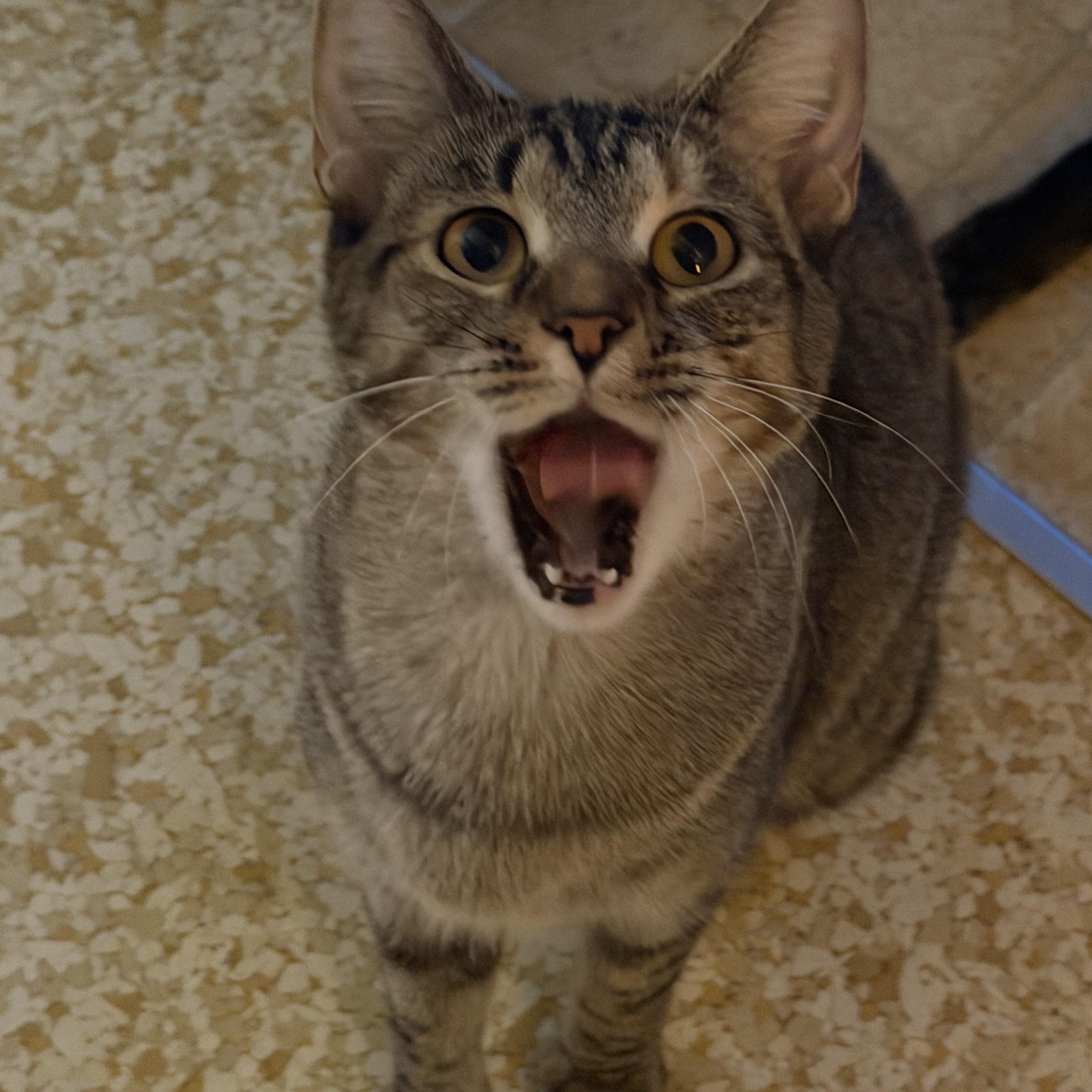 Enlarge Momma, a Adoptable mixed breed in Schenectady, NY image 2/3