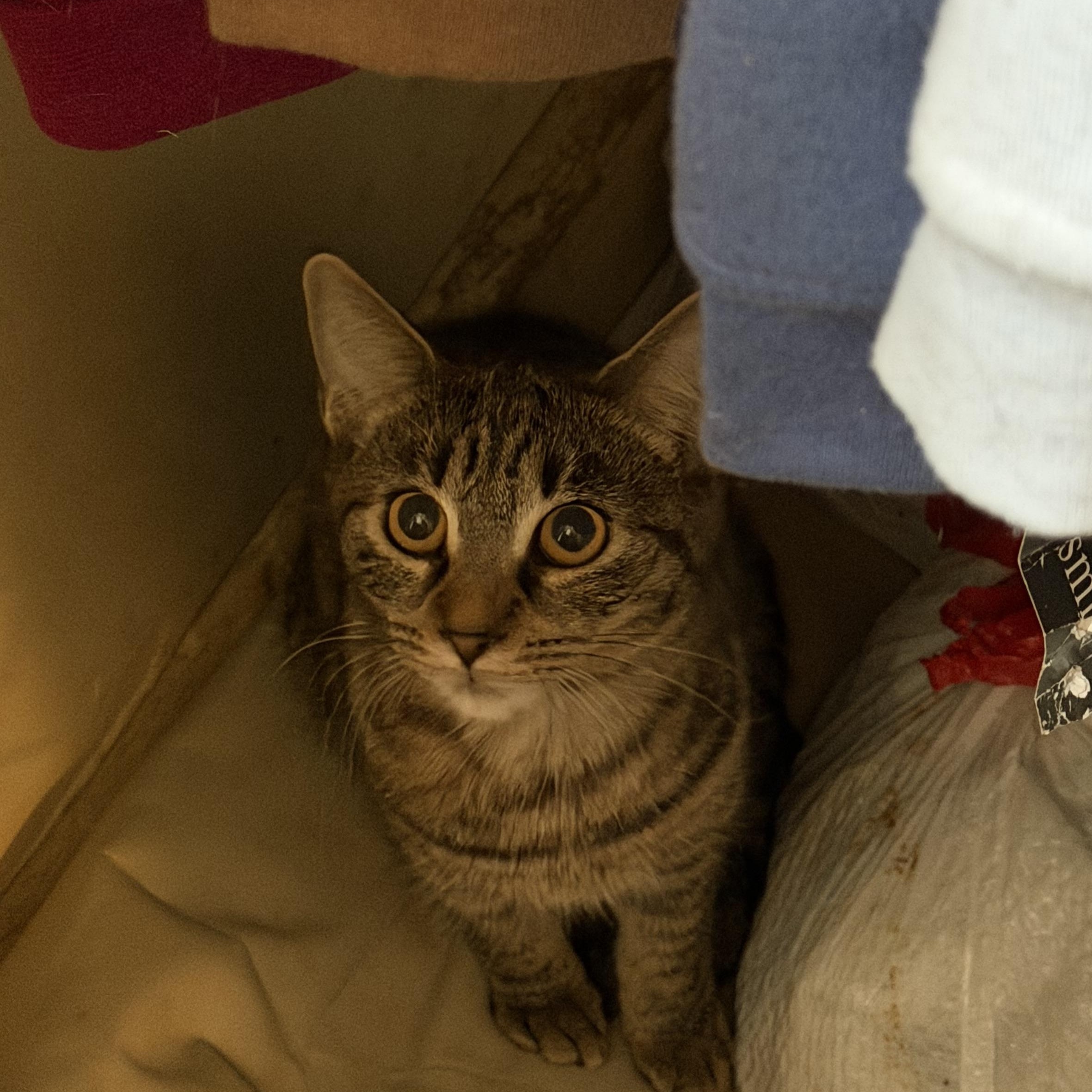 Enlarge Momma, a Adoptable mixed breed in Schenectady, NY image 3/3