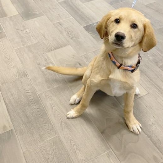 Cassie, adopted, Young Female Golden Retriever.